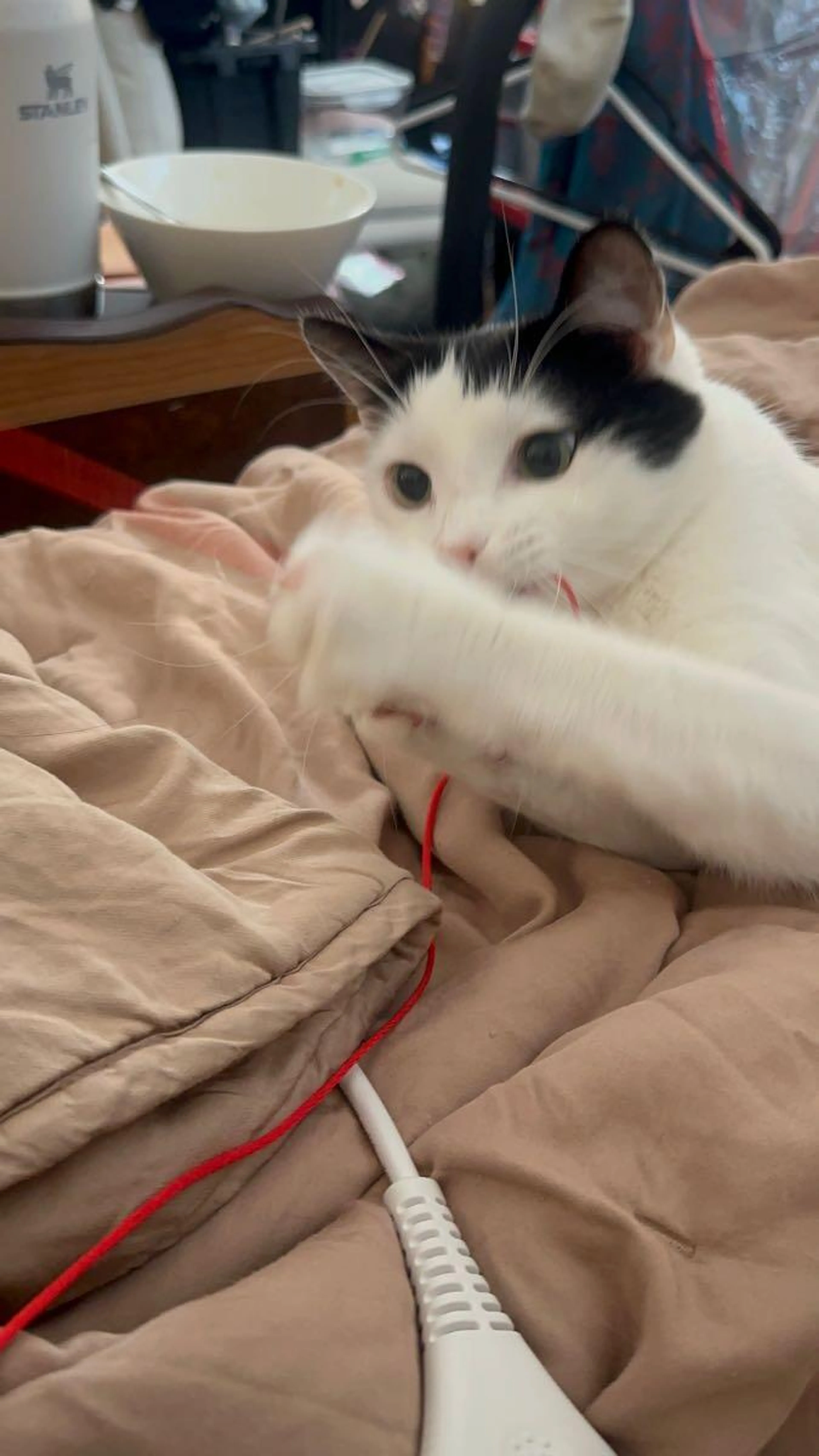 Lost pet
