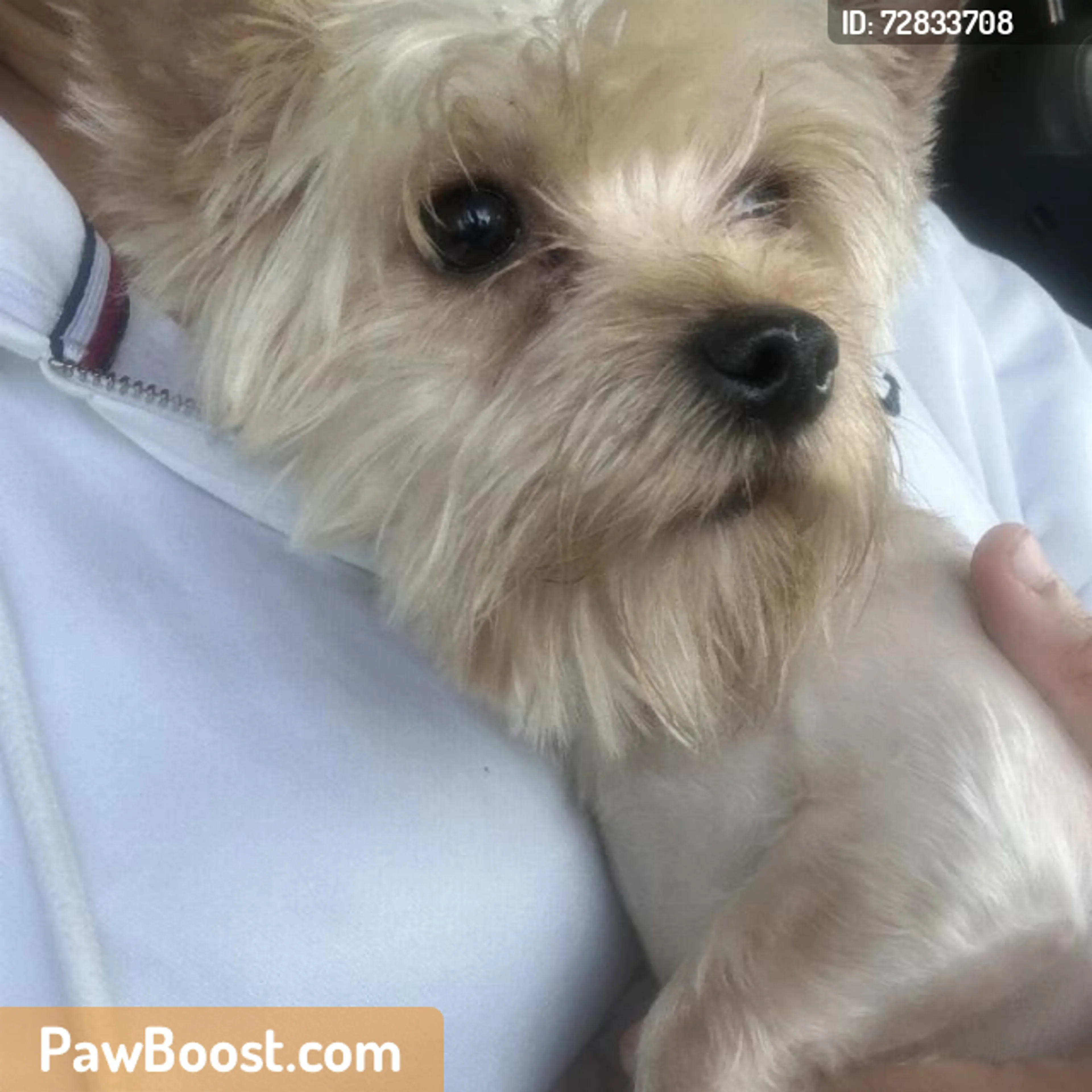 Found pet