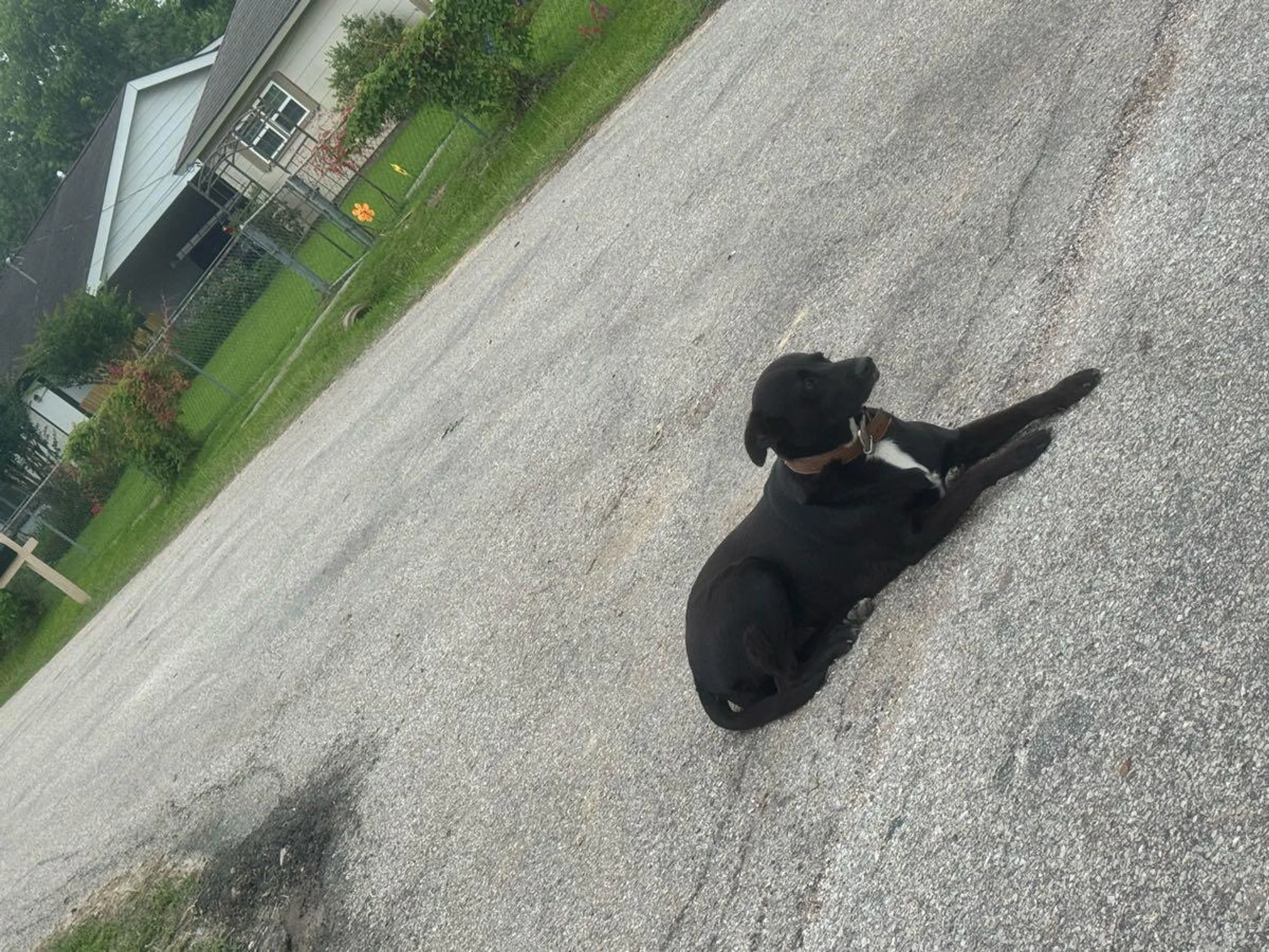 Found pet