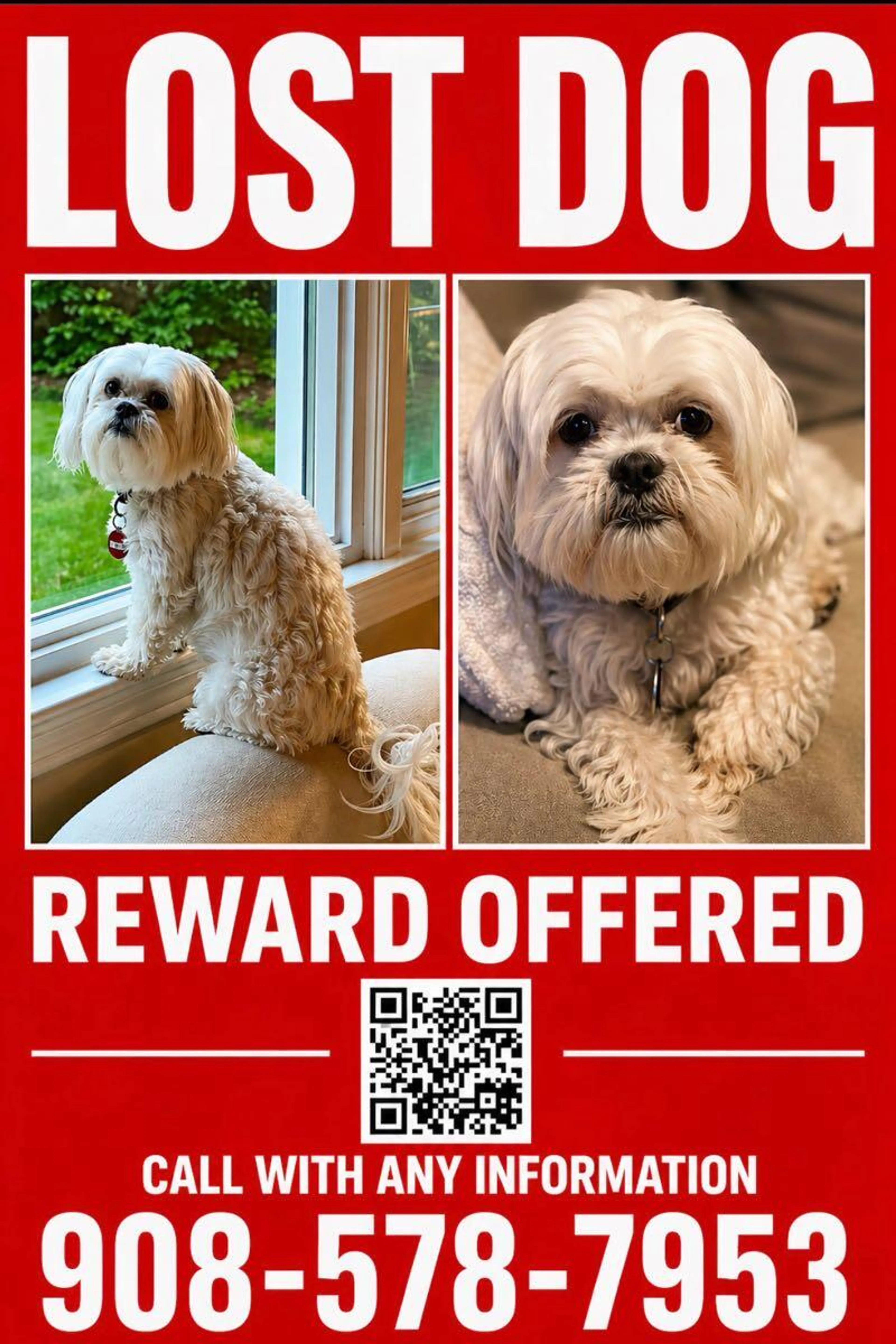 Lost pet