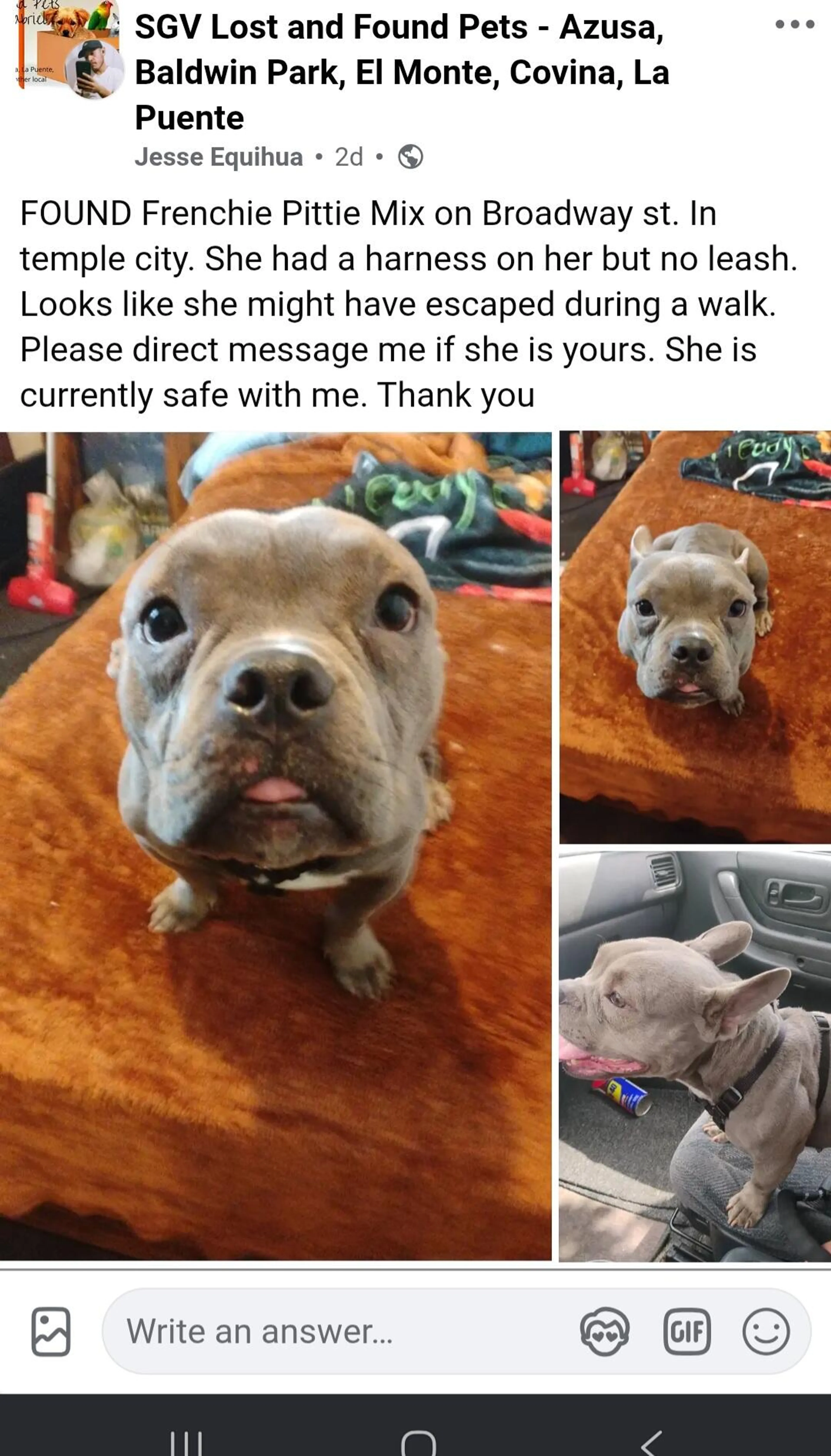 Found pet