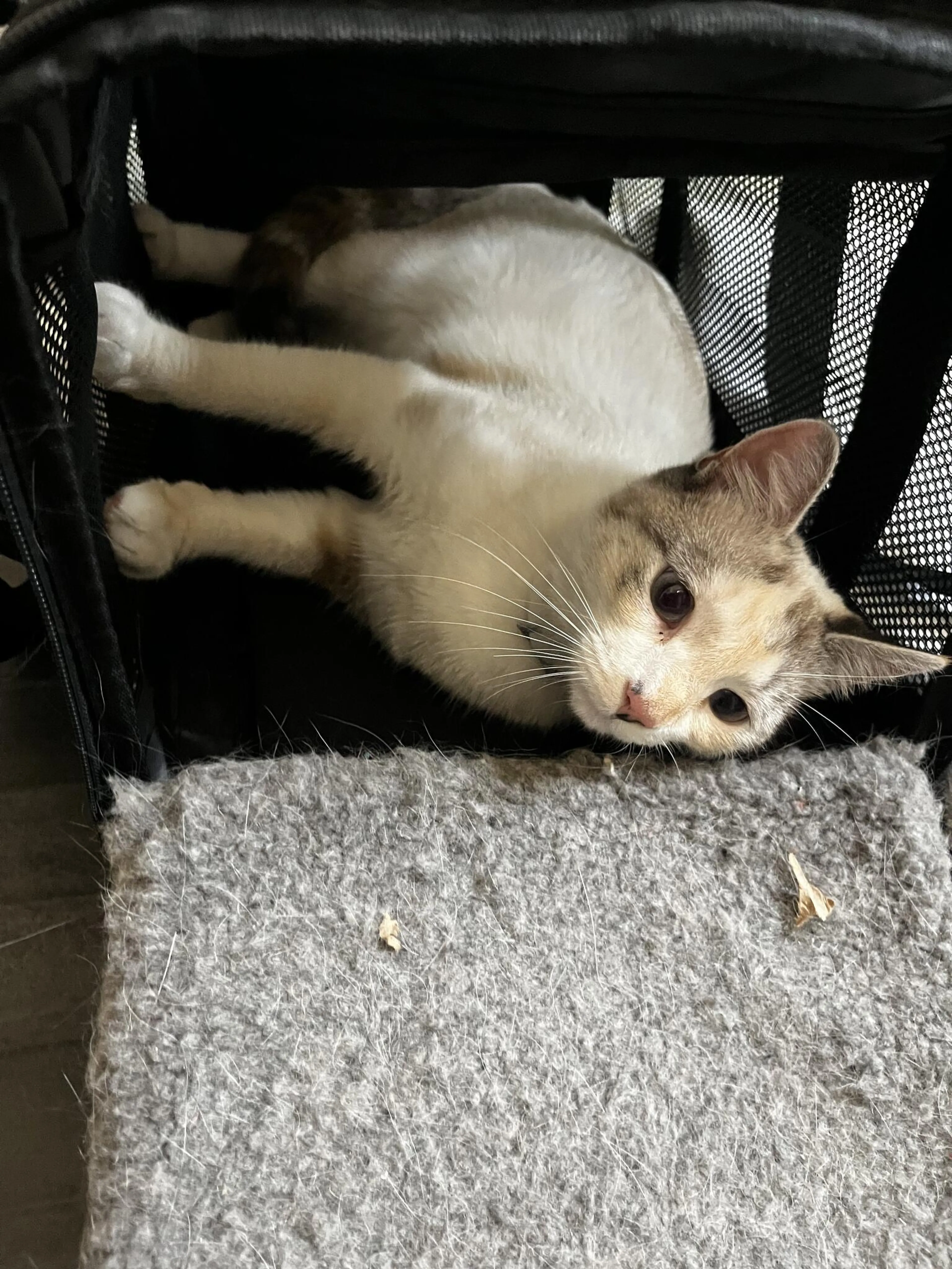 Found pet