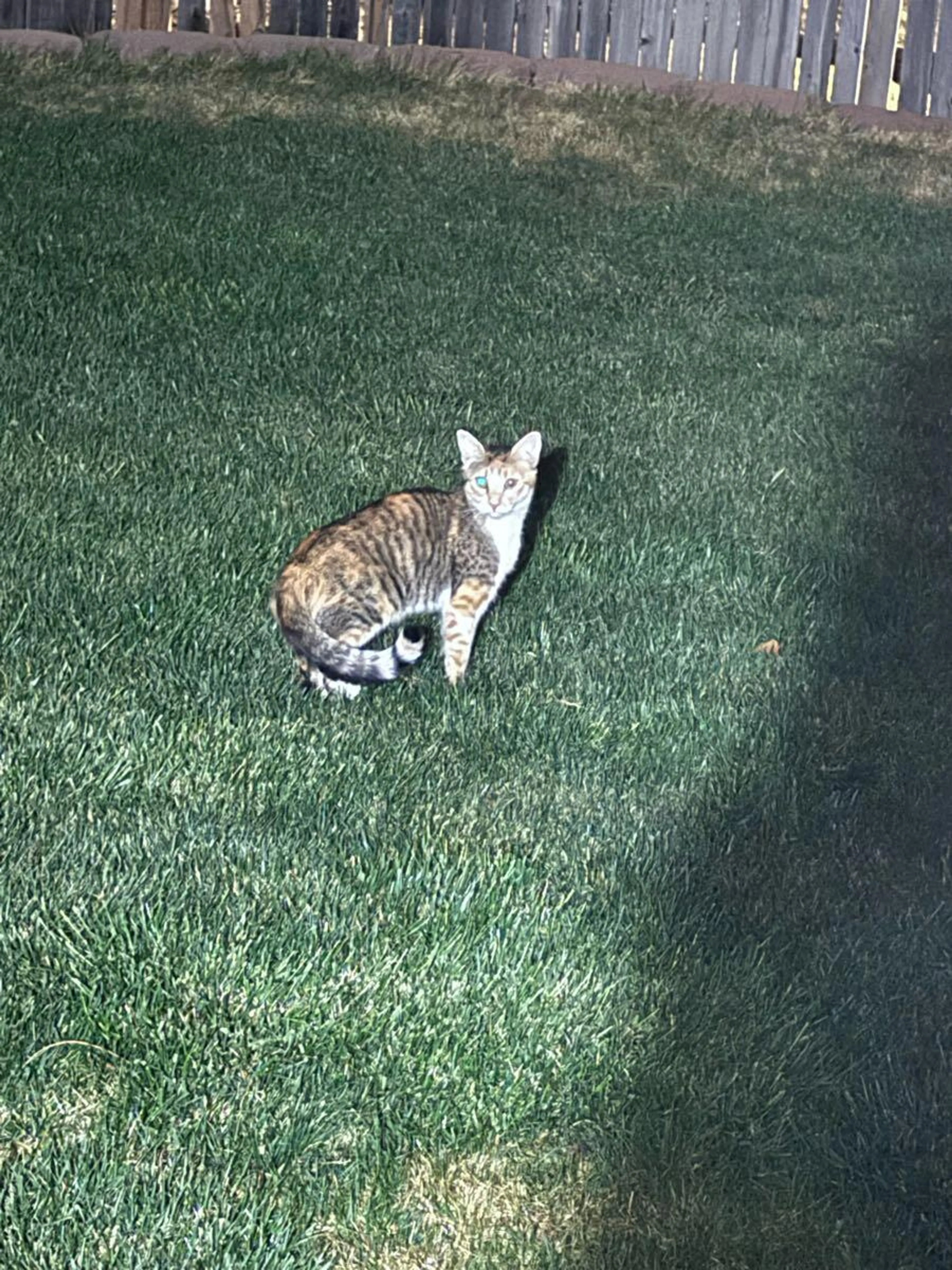 Found pet