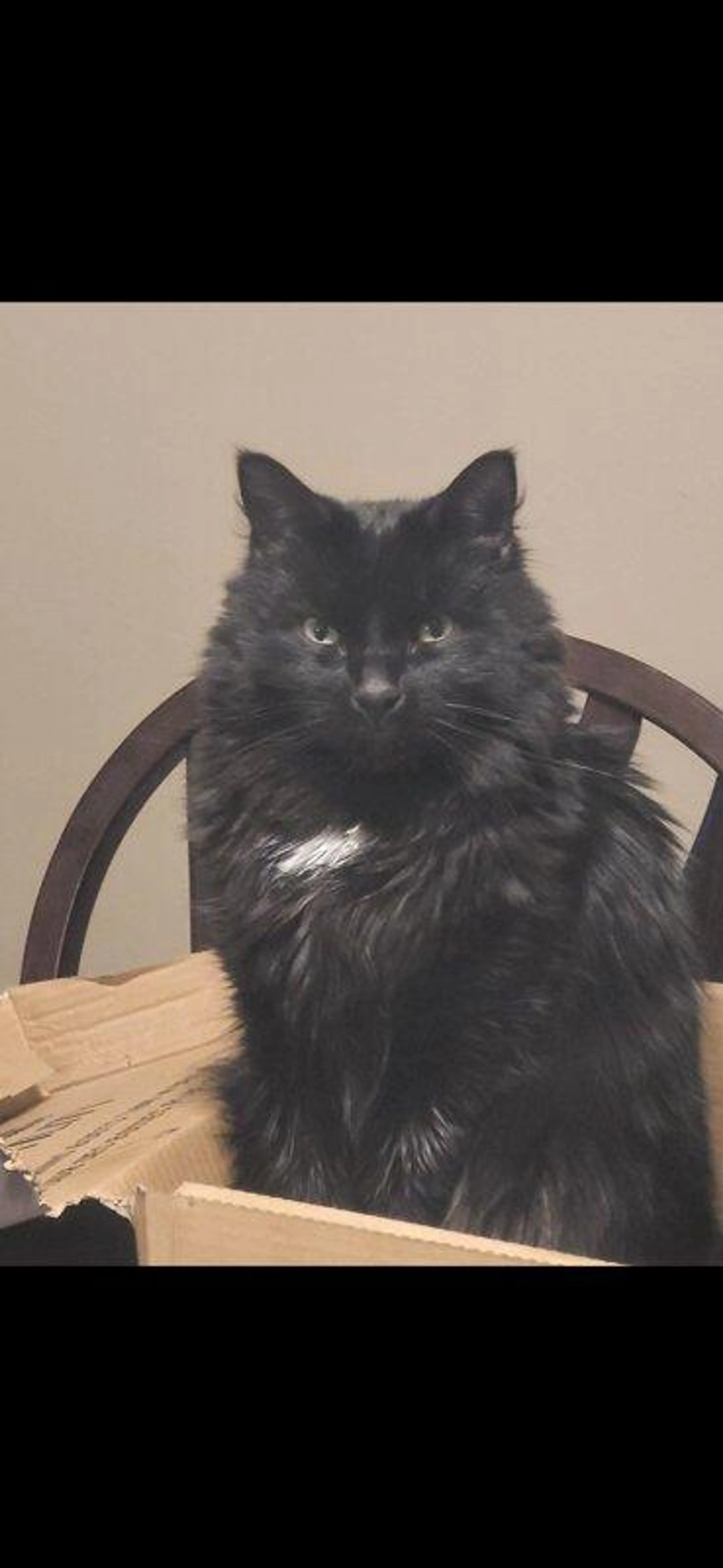 cdn image