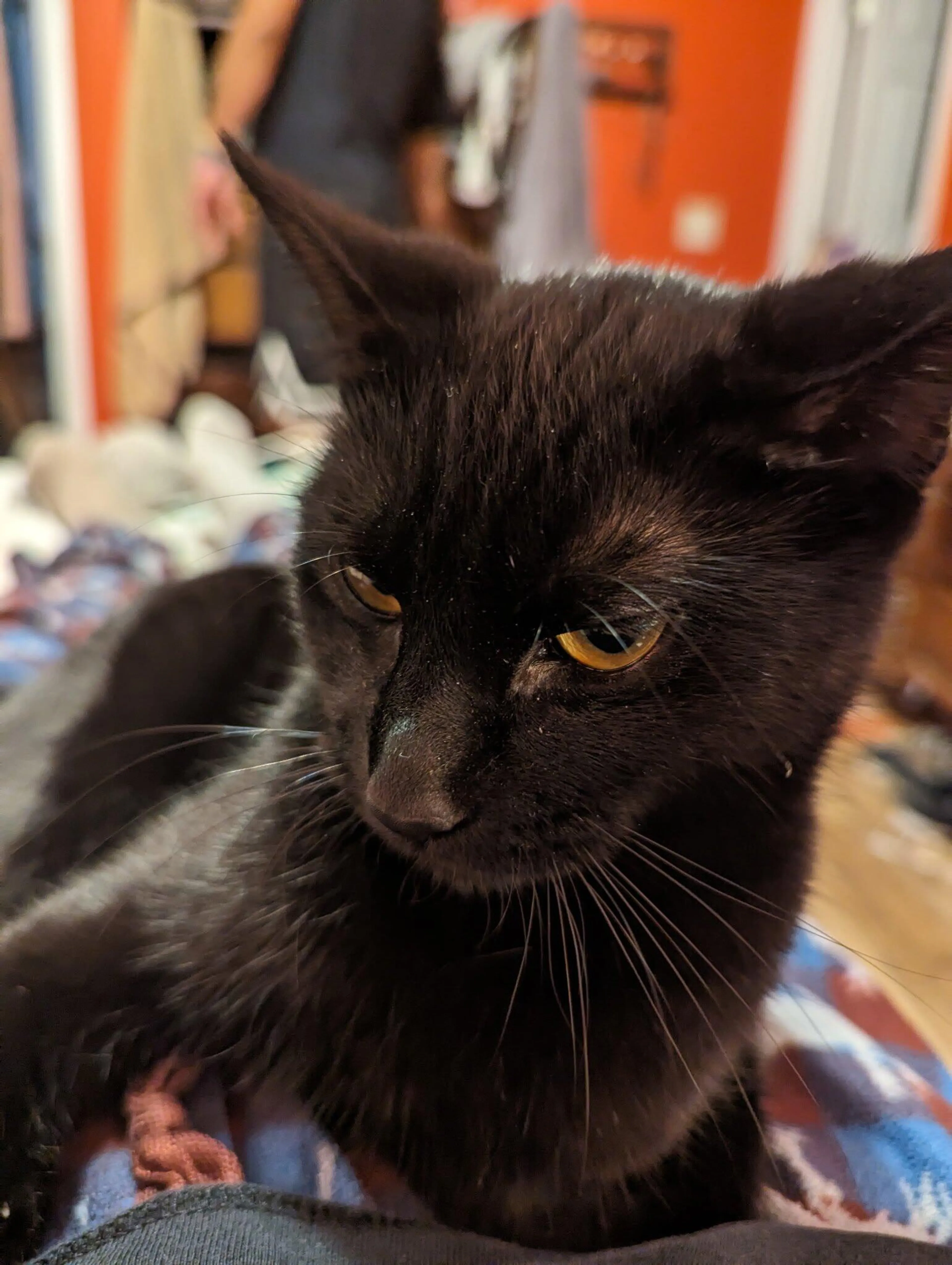 Lost pet