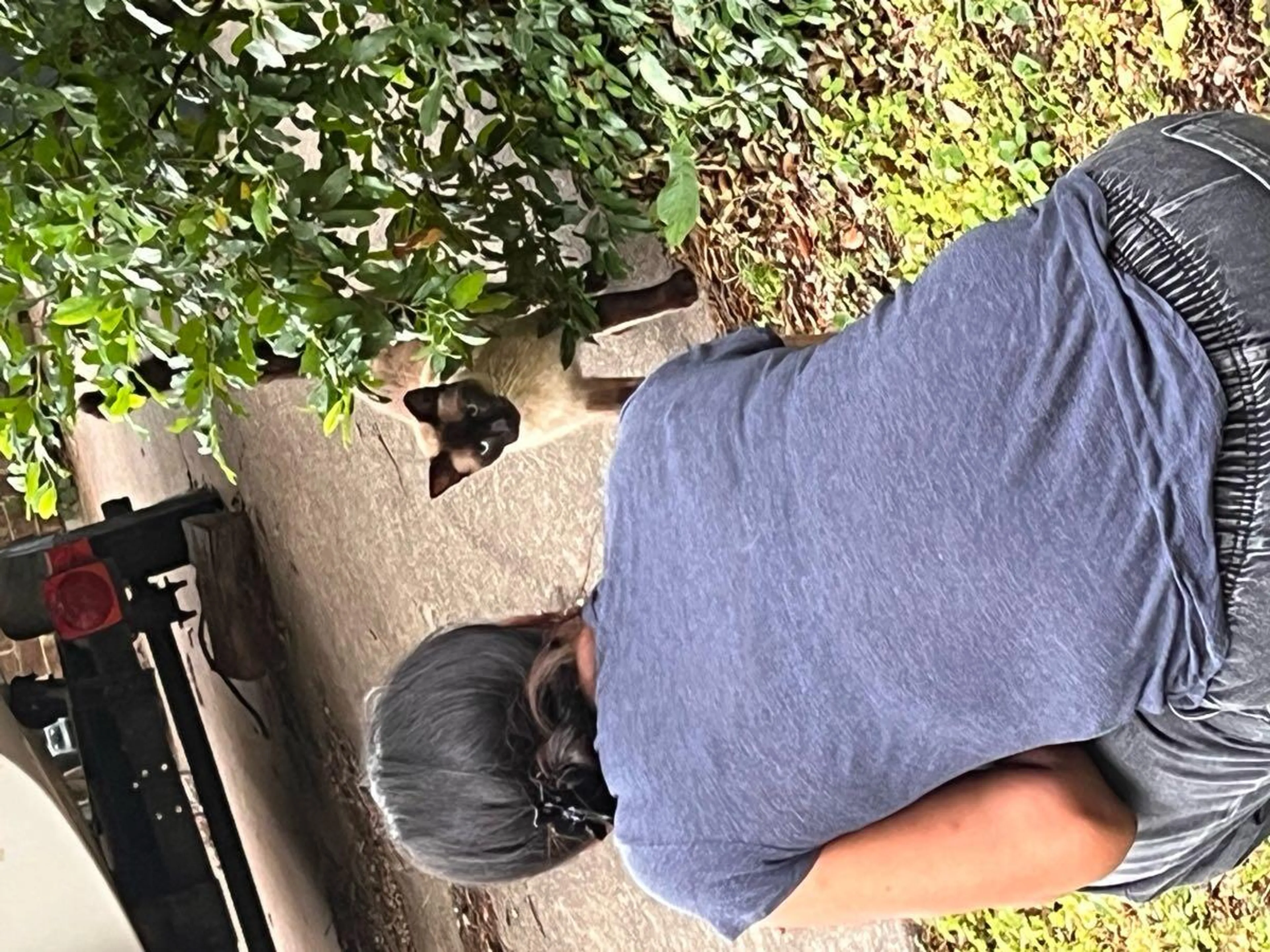 Found pet