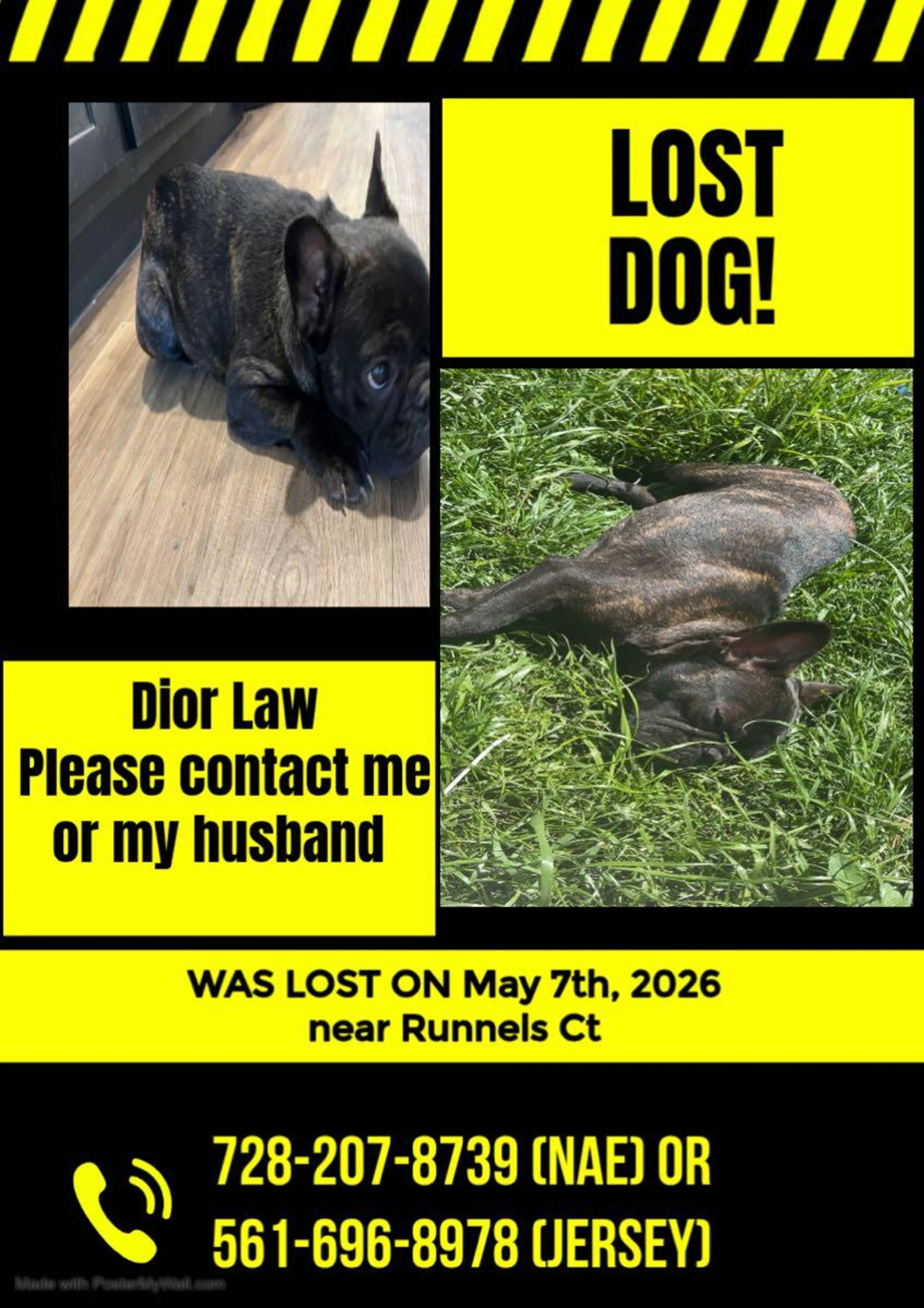 Lost pet