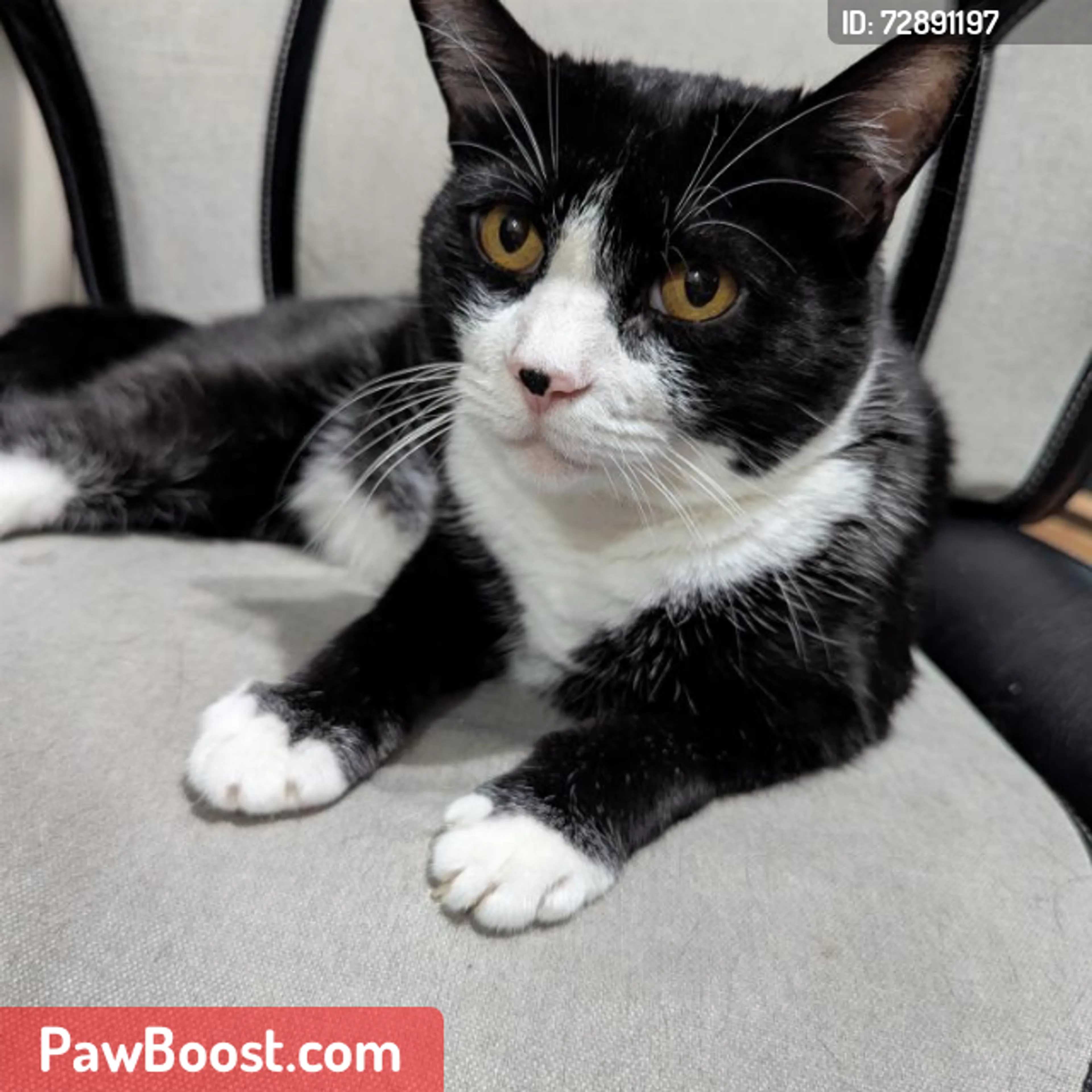 Lost pet