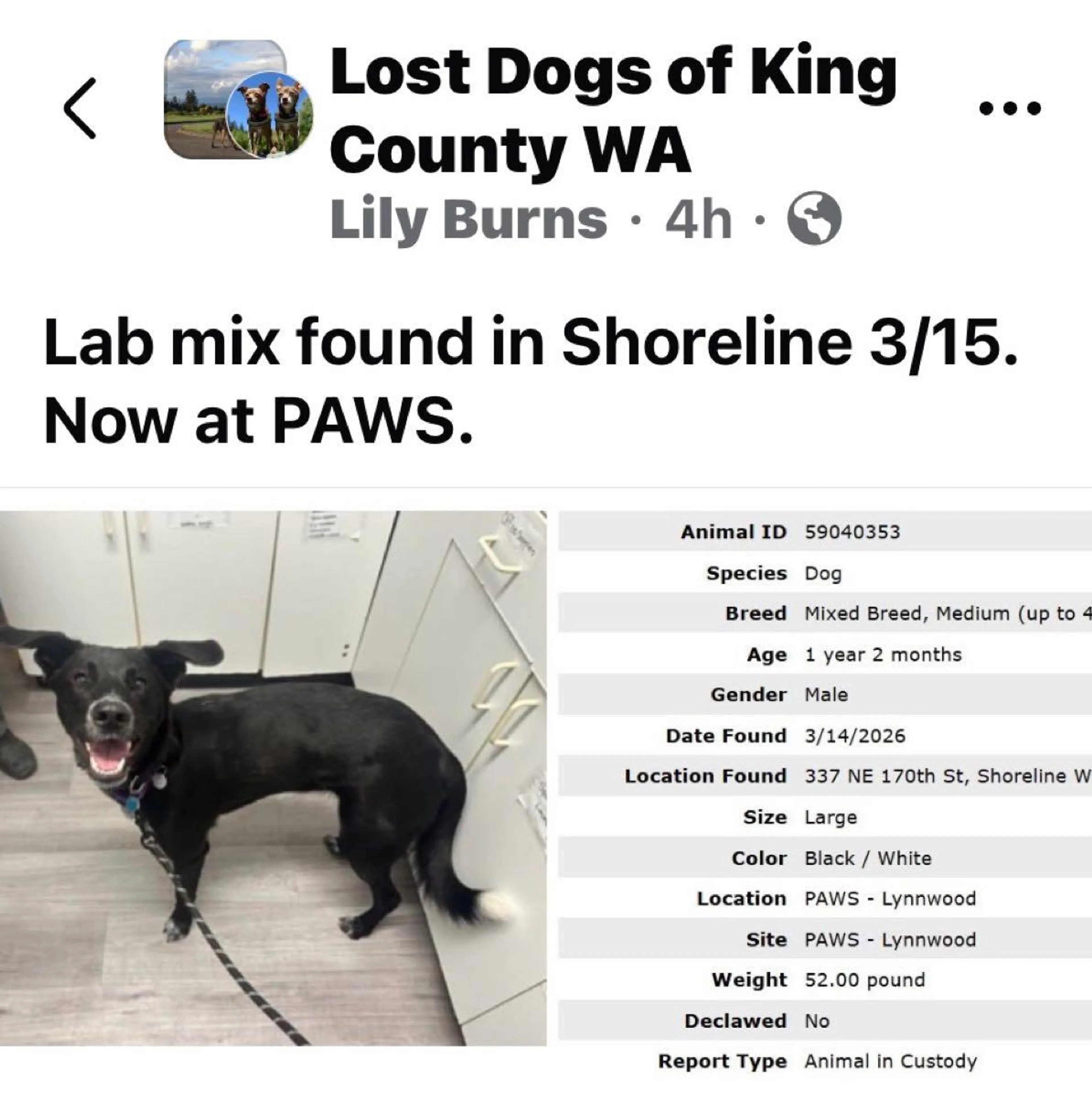 Found pet