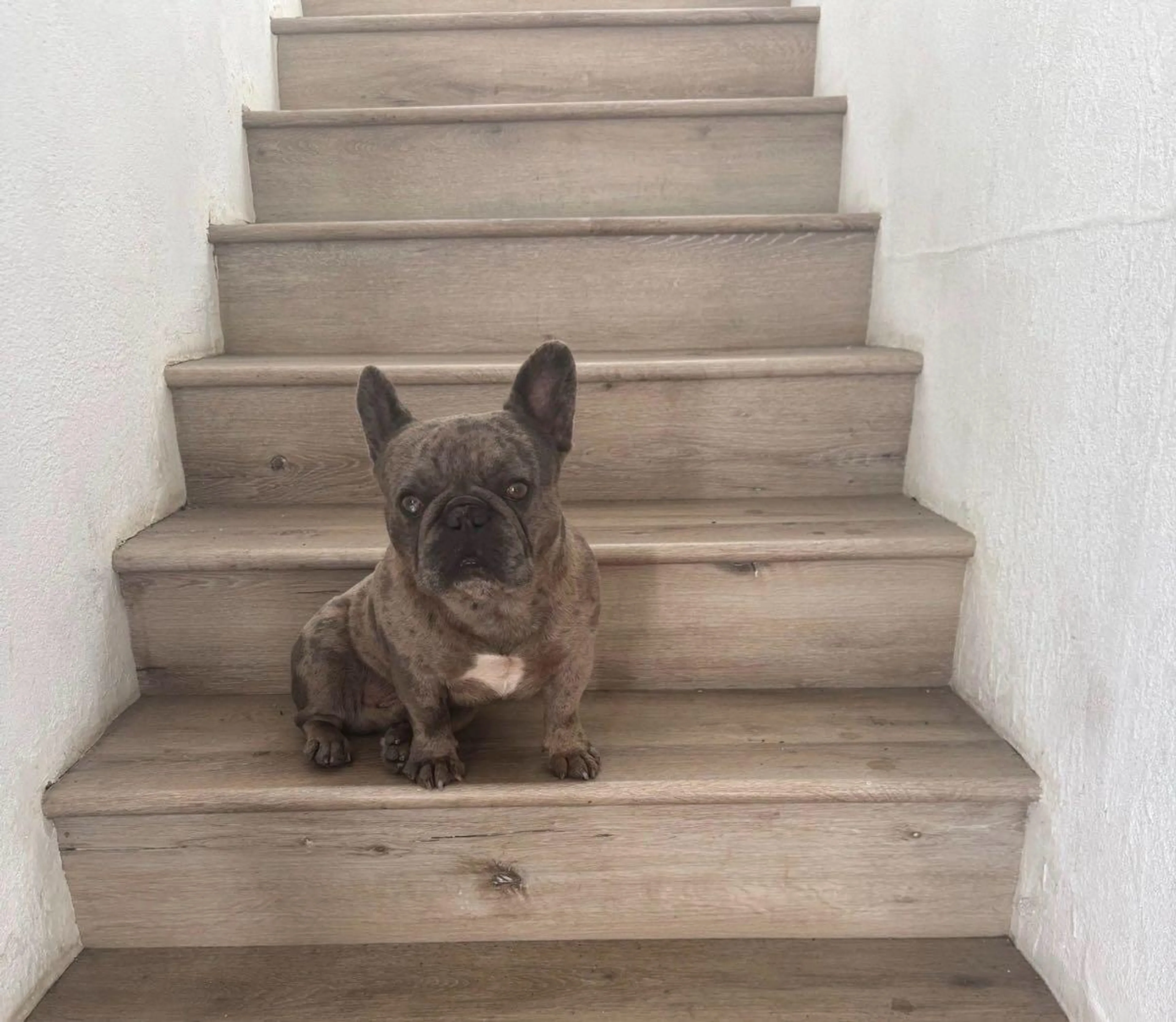 Lost pet