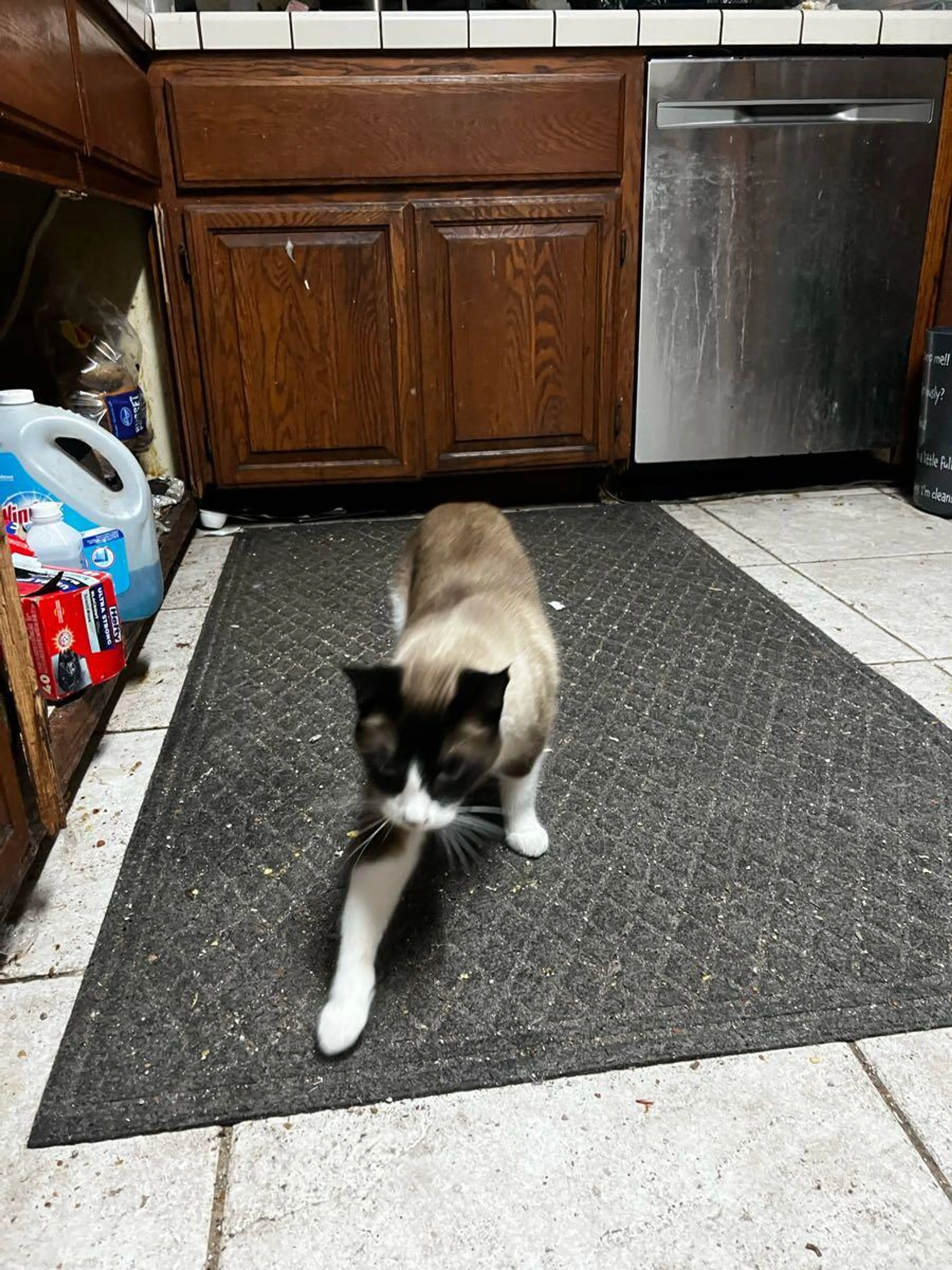 Lost pet