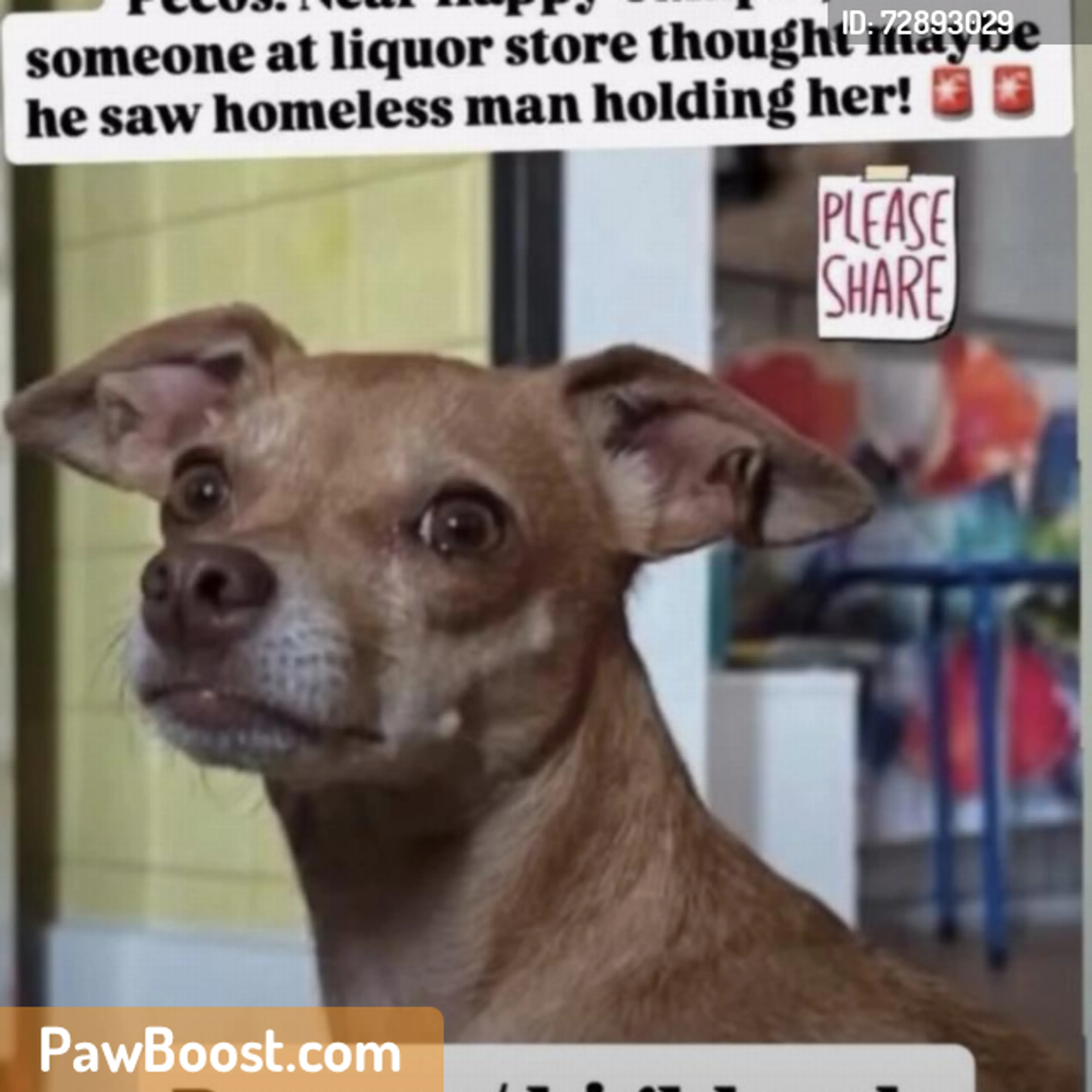 Found pet
