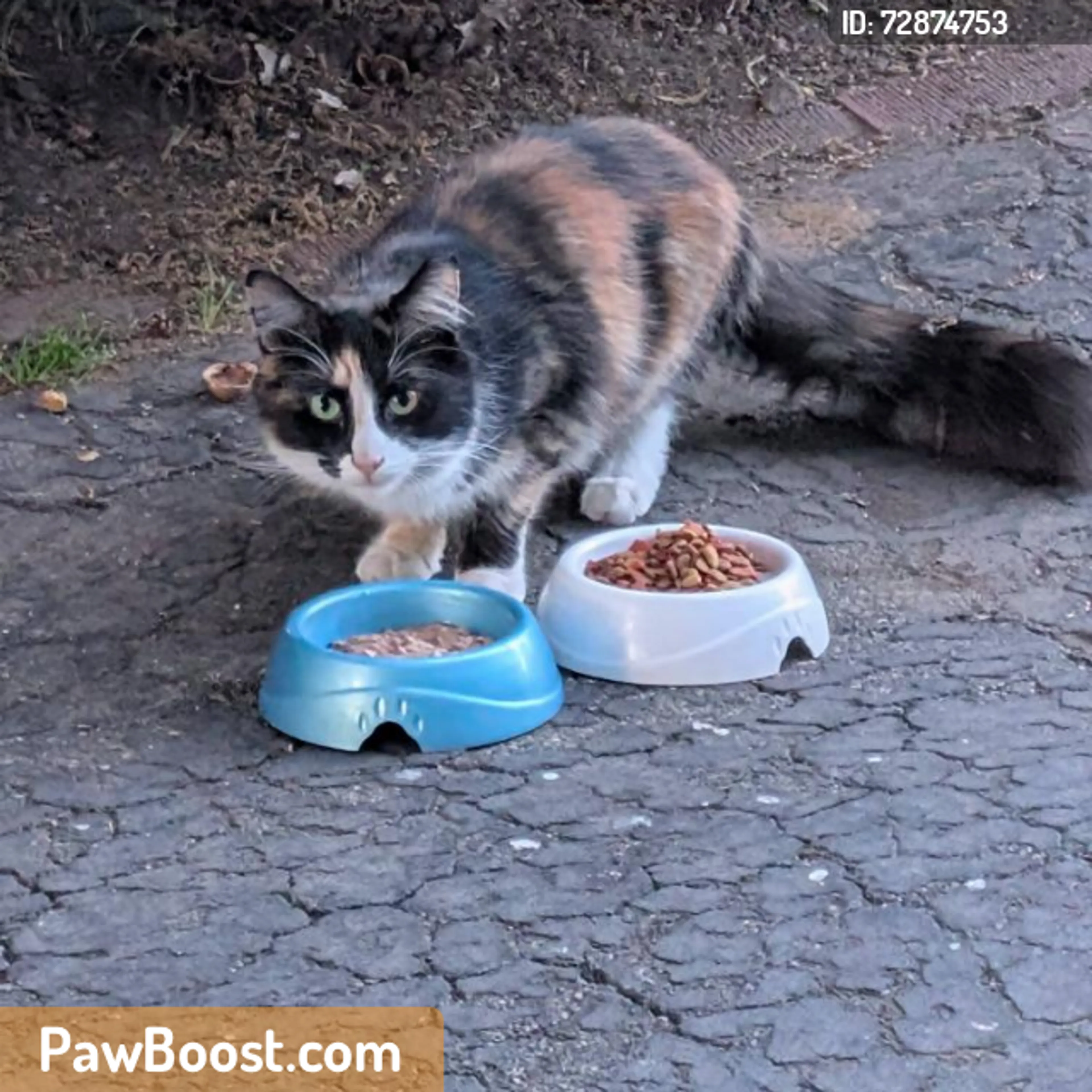 Found pet