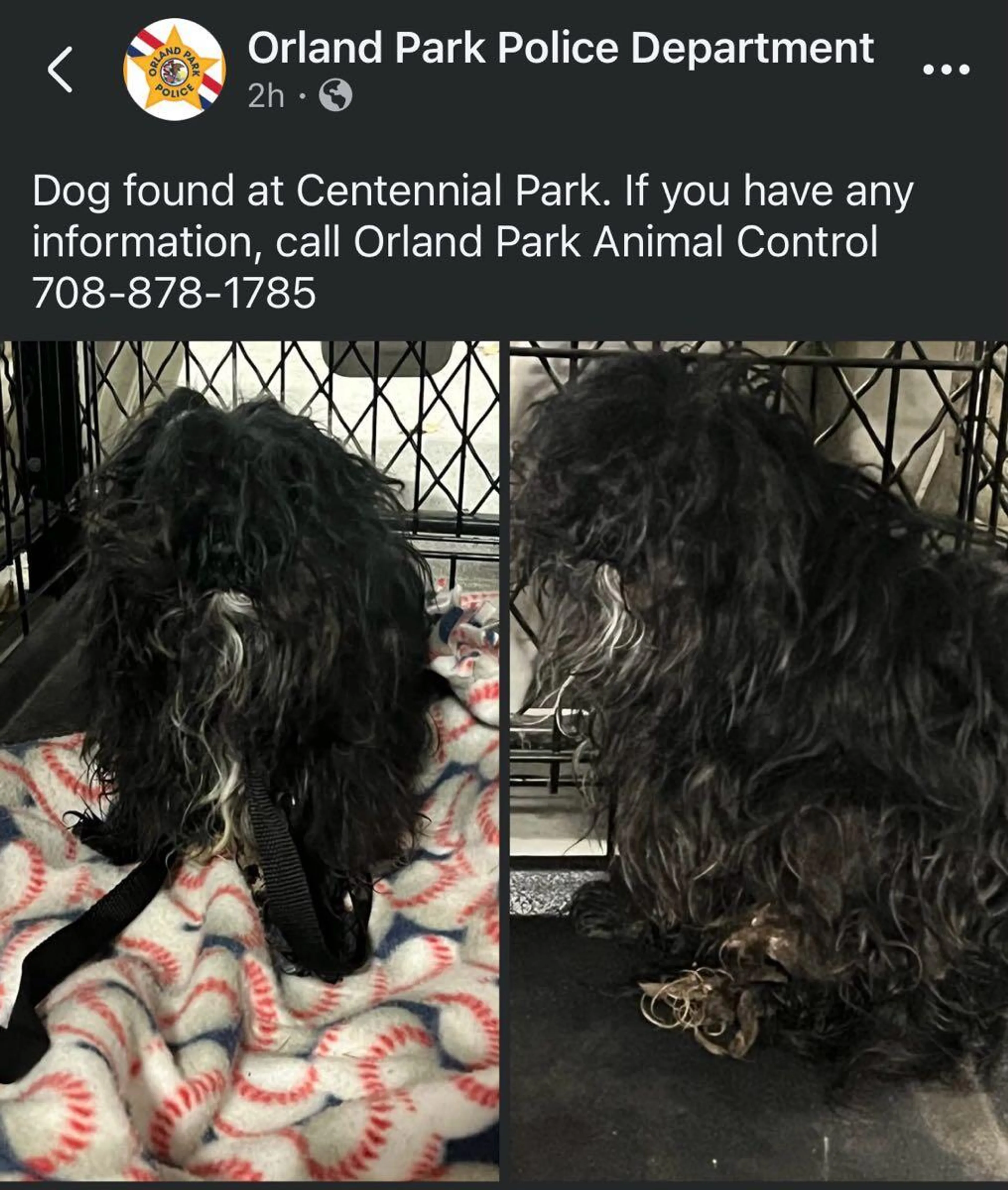 Found pet