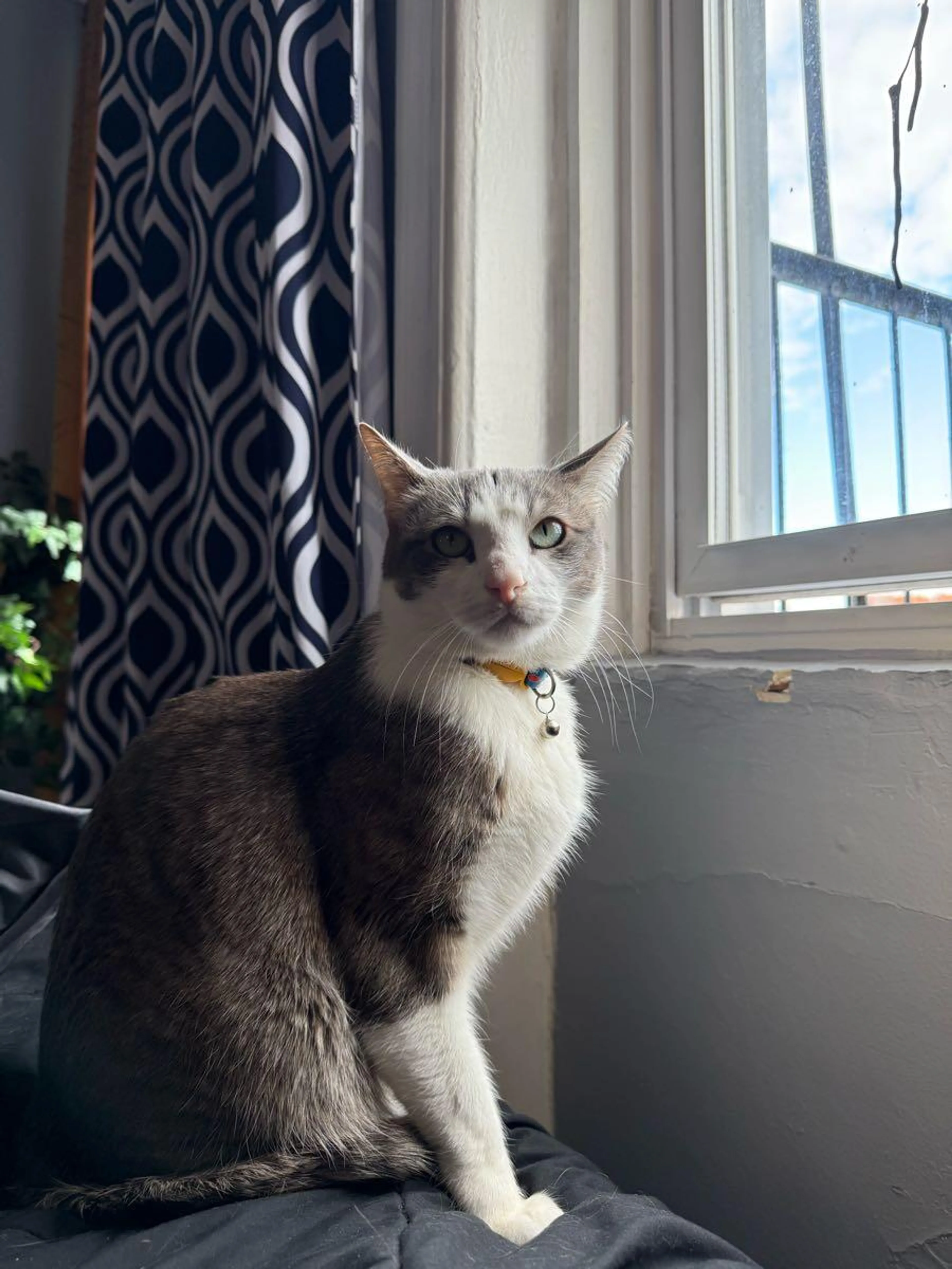 Lost pet