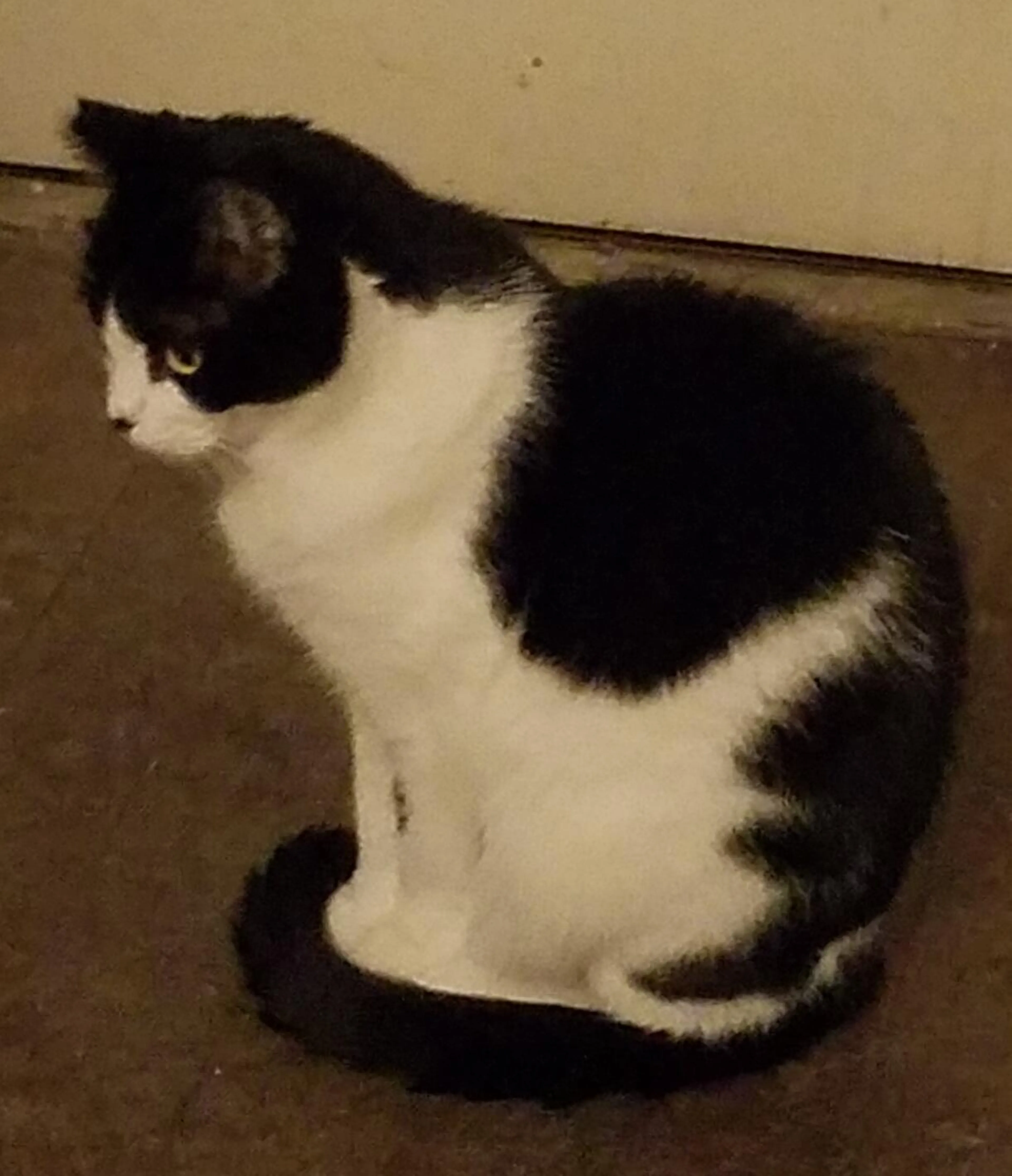 Lost pet