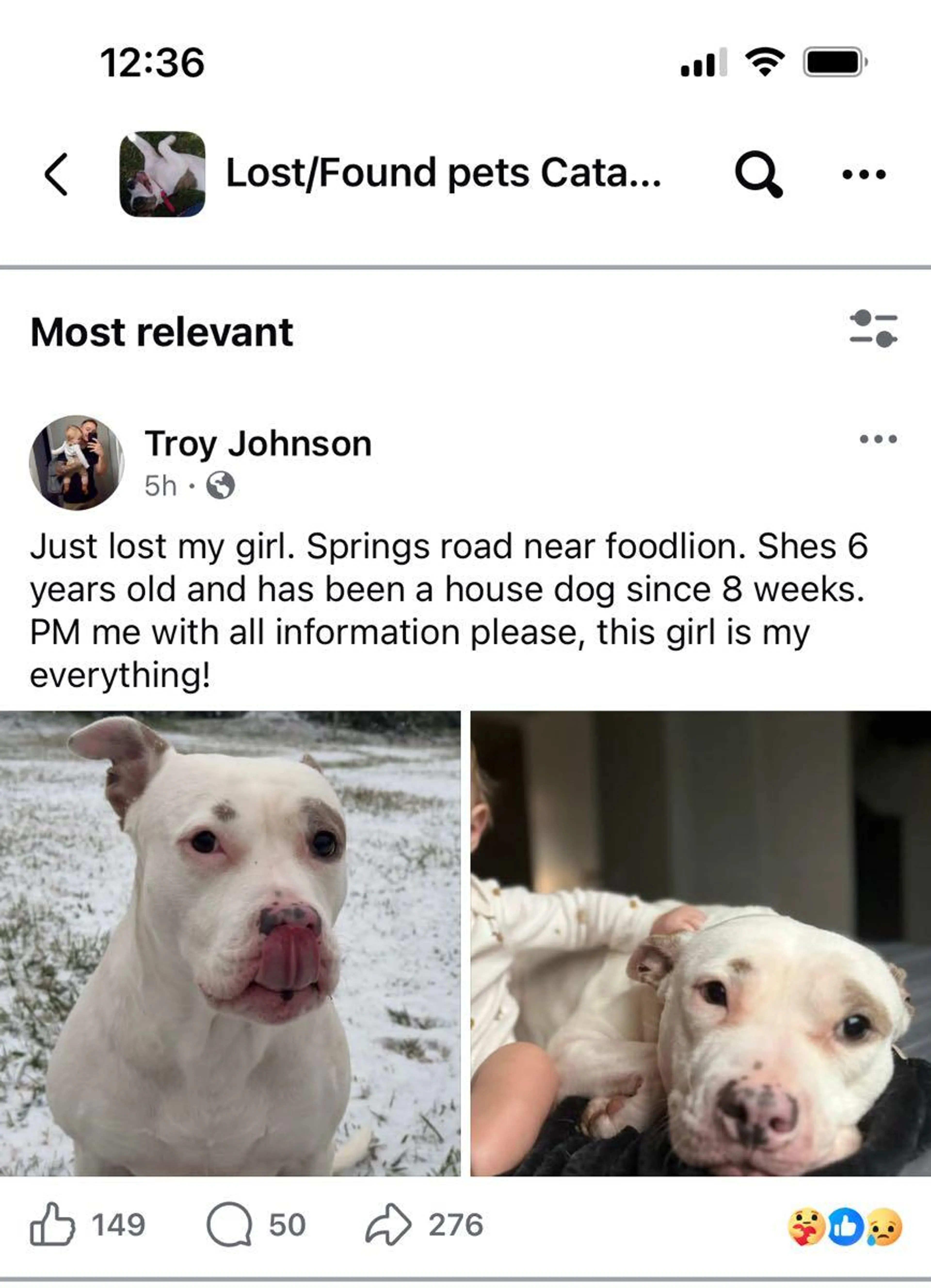Lost pet
