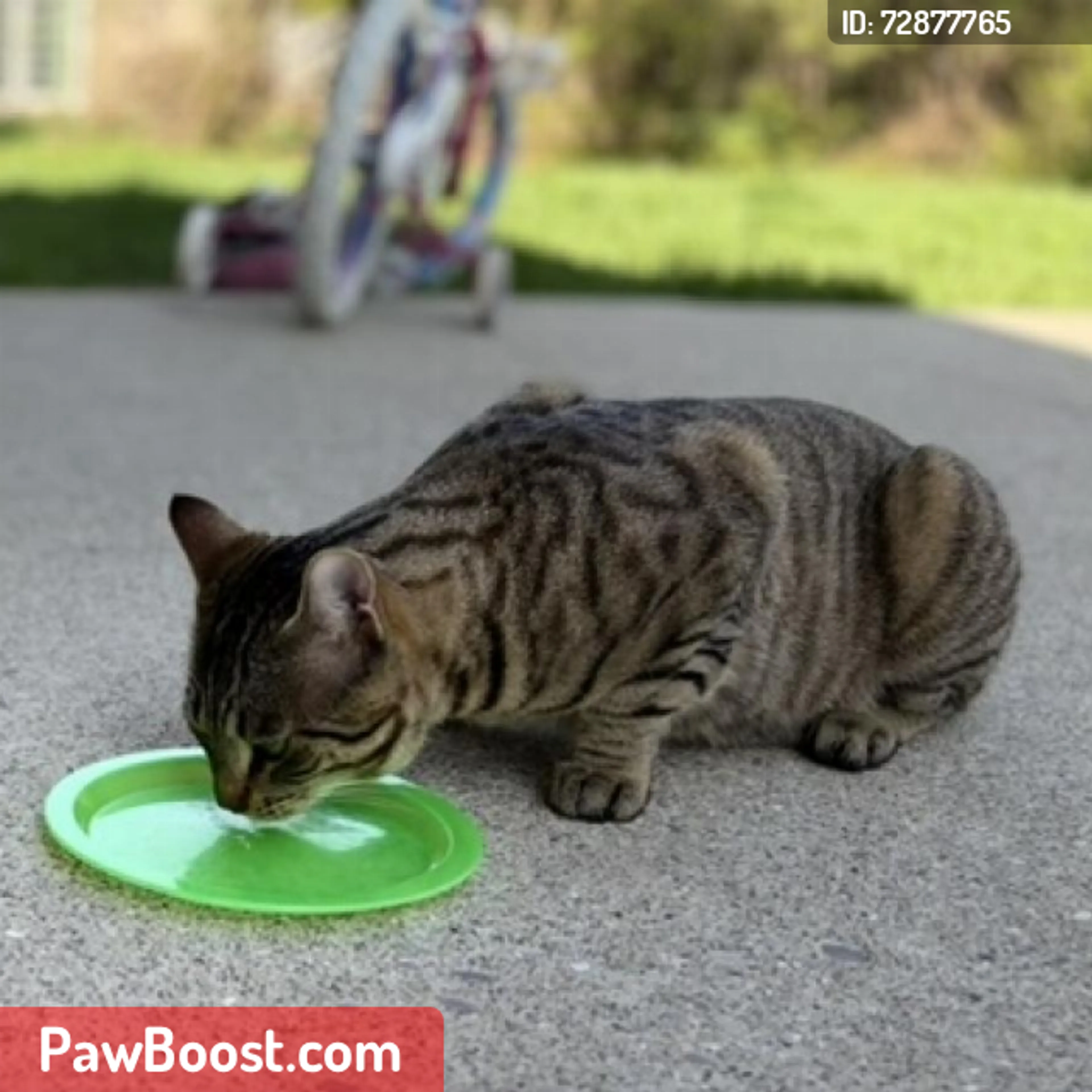 Lost pet