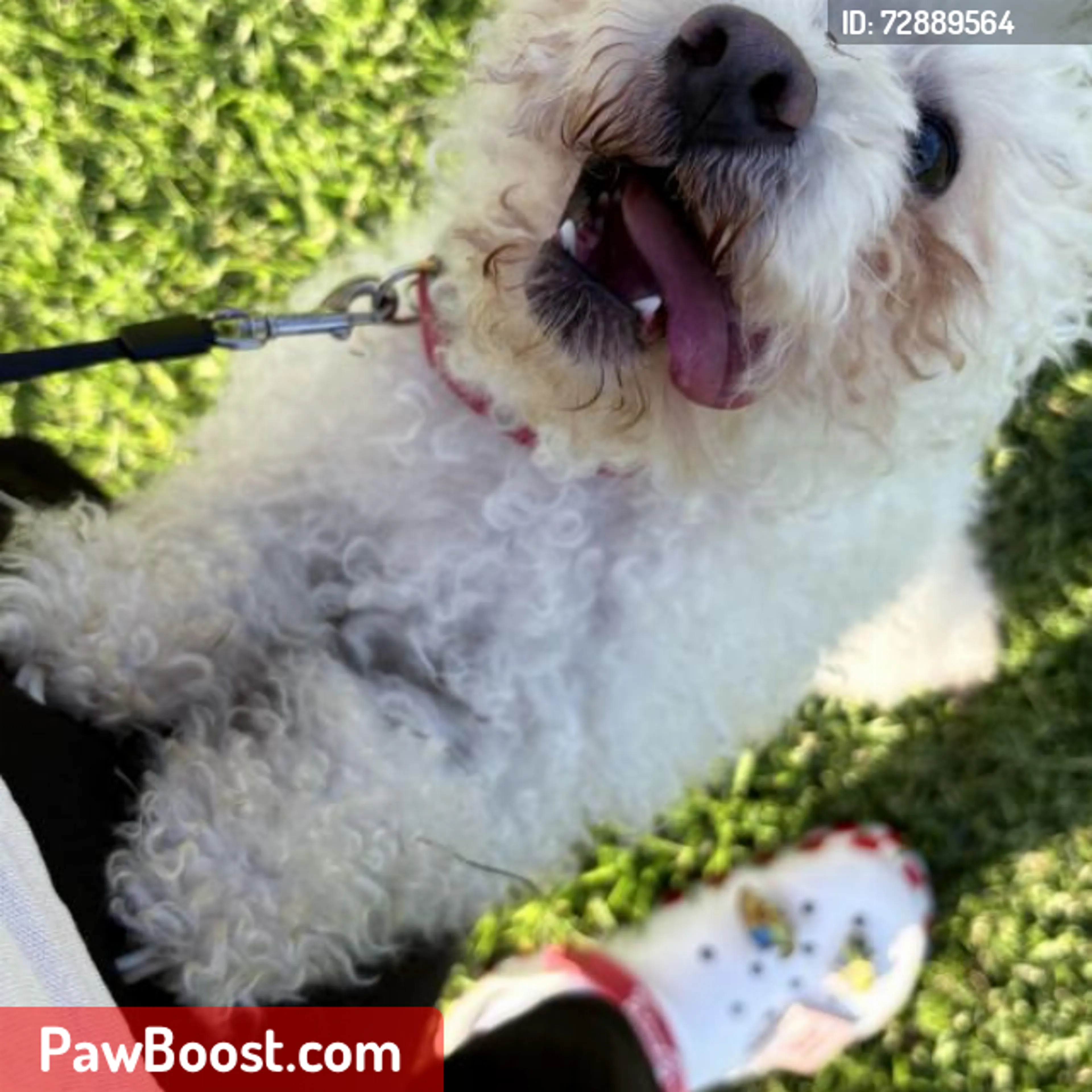 Lost pet