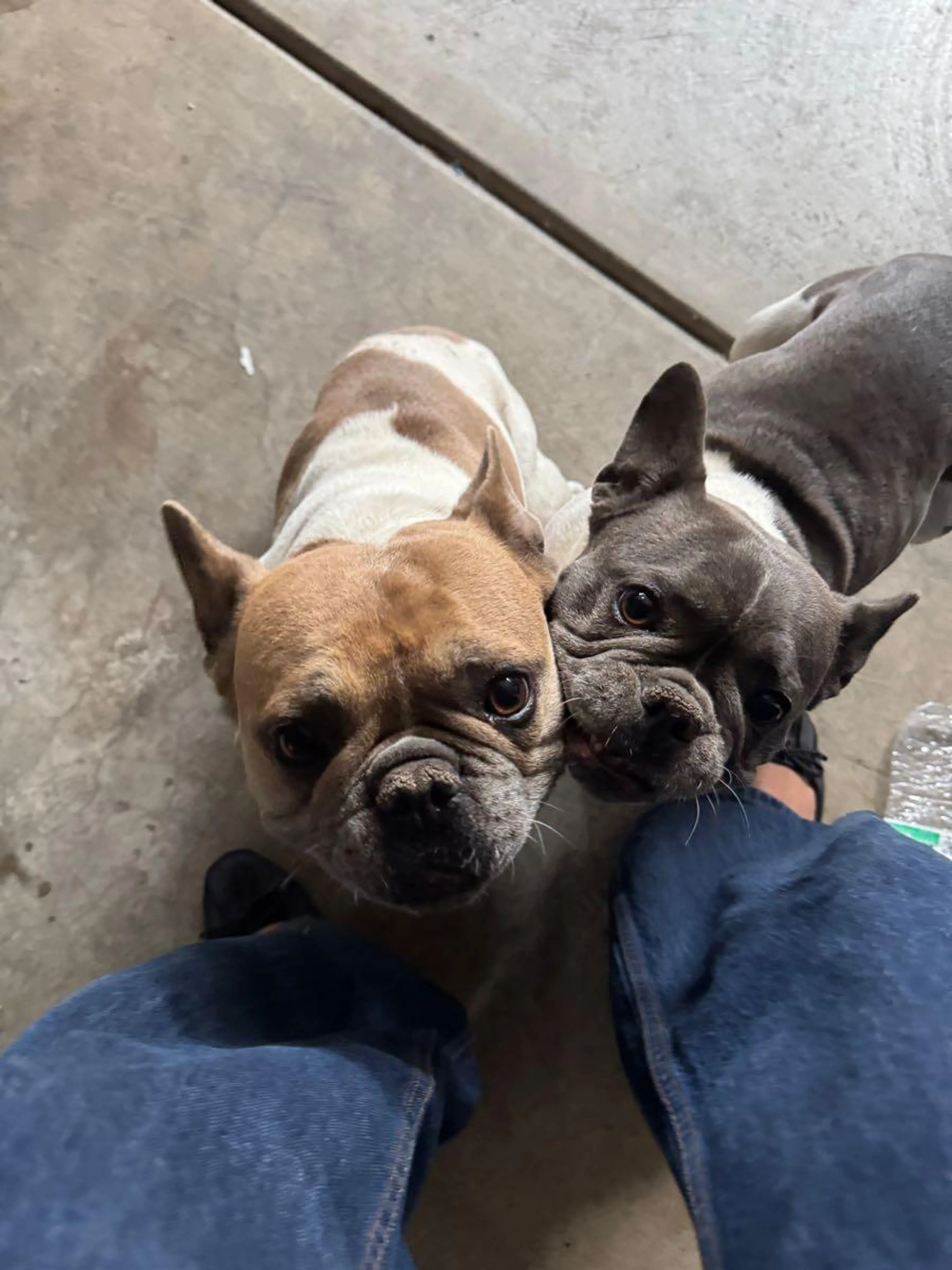 Lost pet