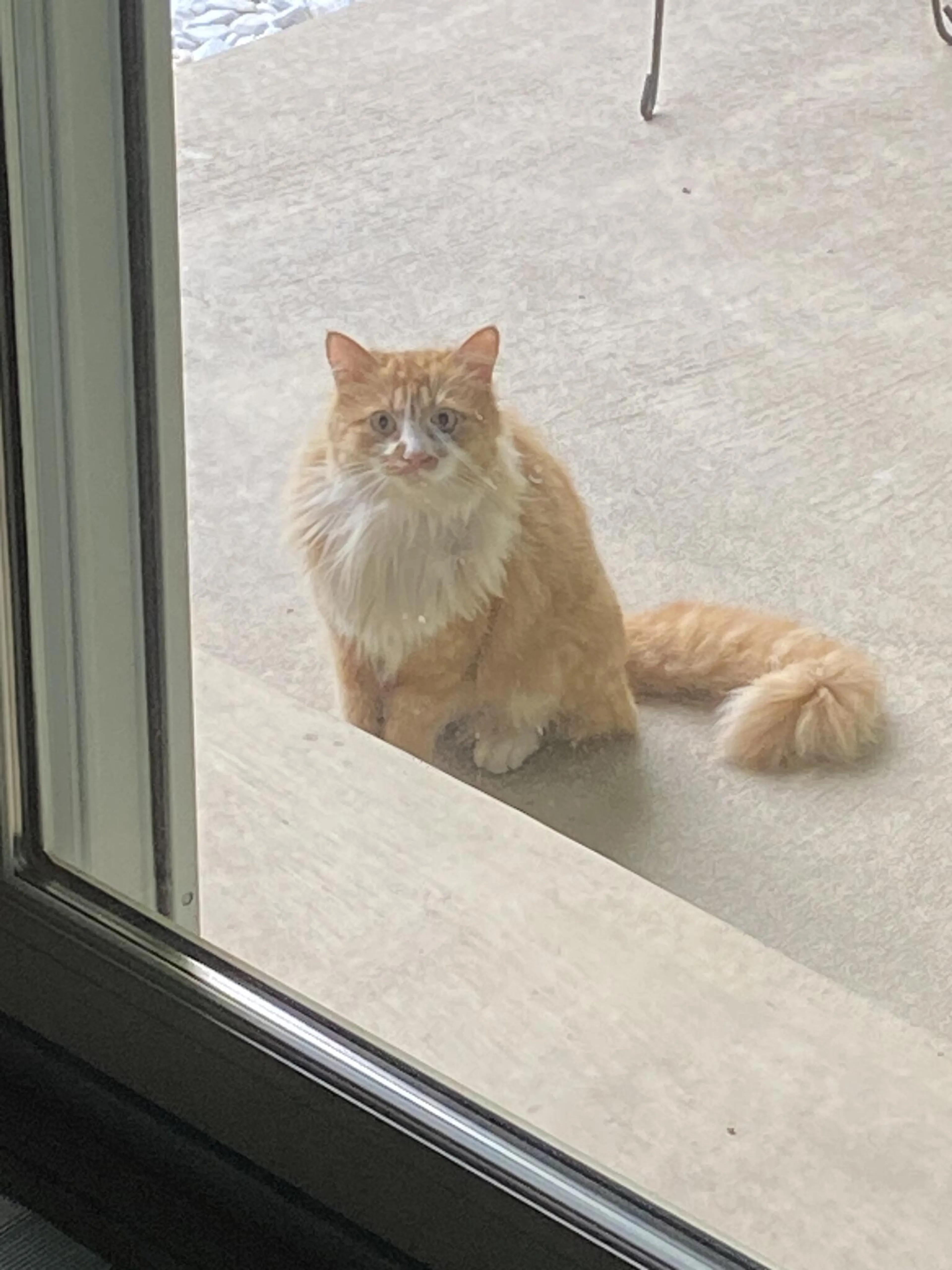 Lost pet