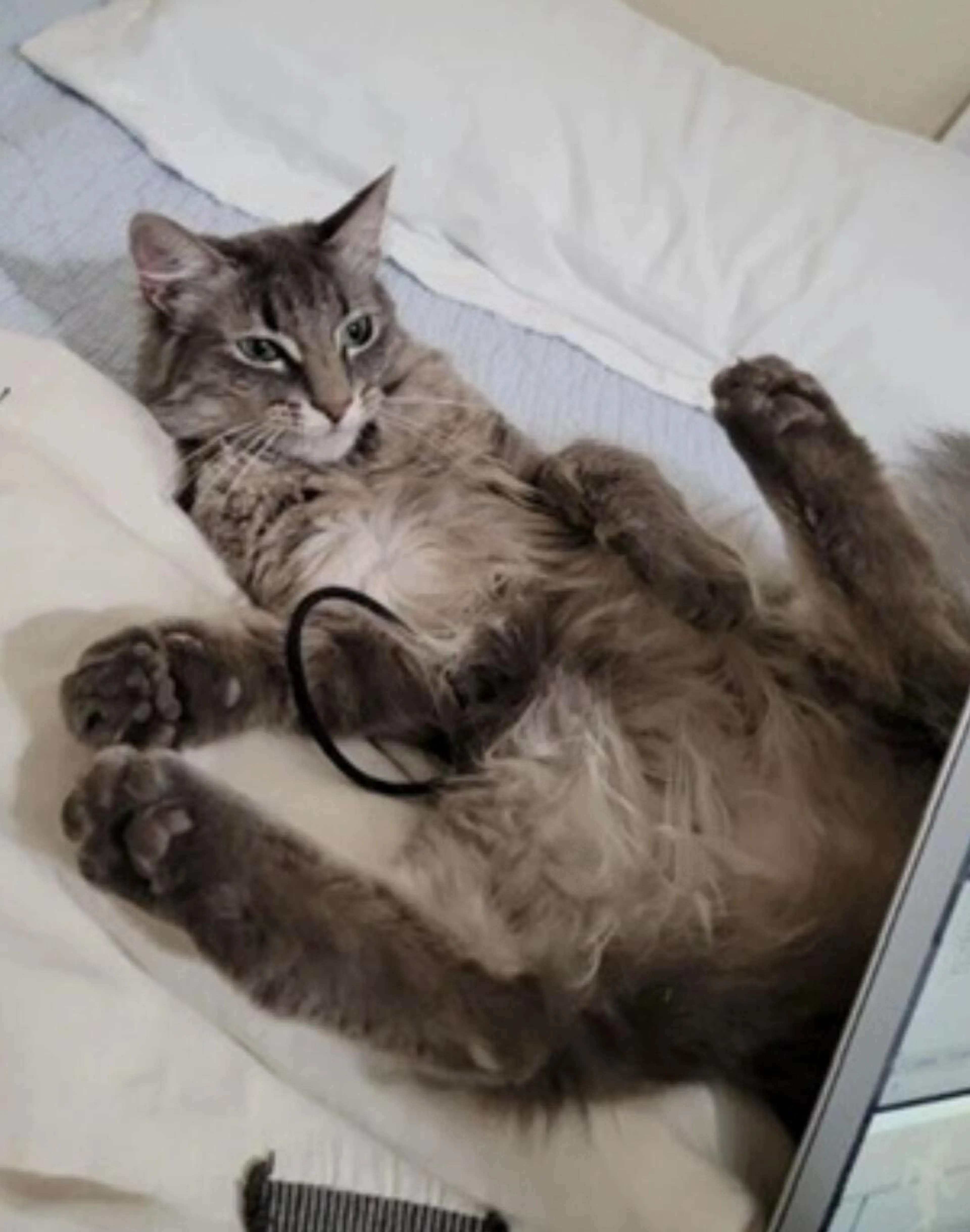 Lost pet