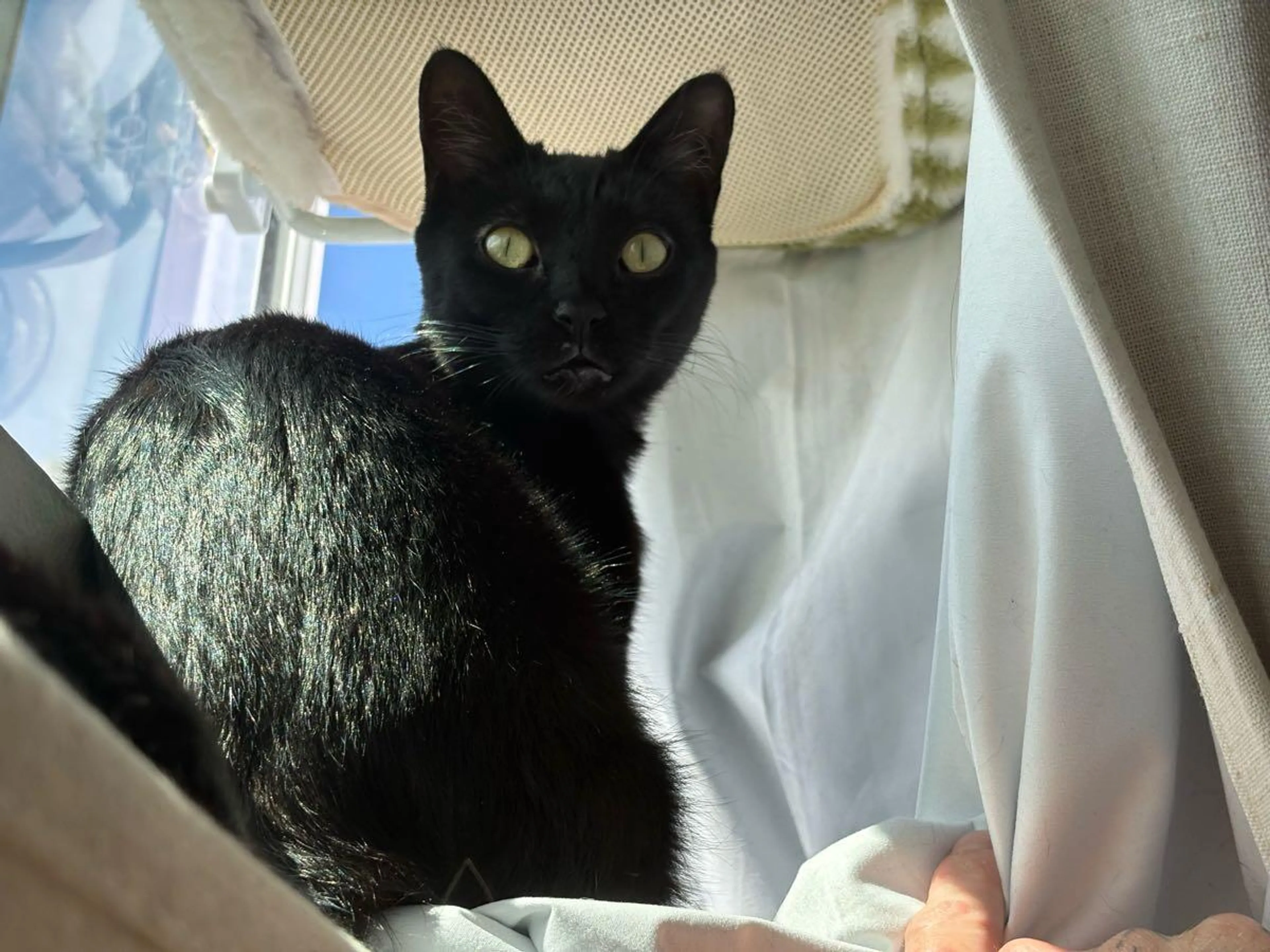 Lost pet