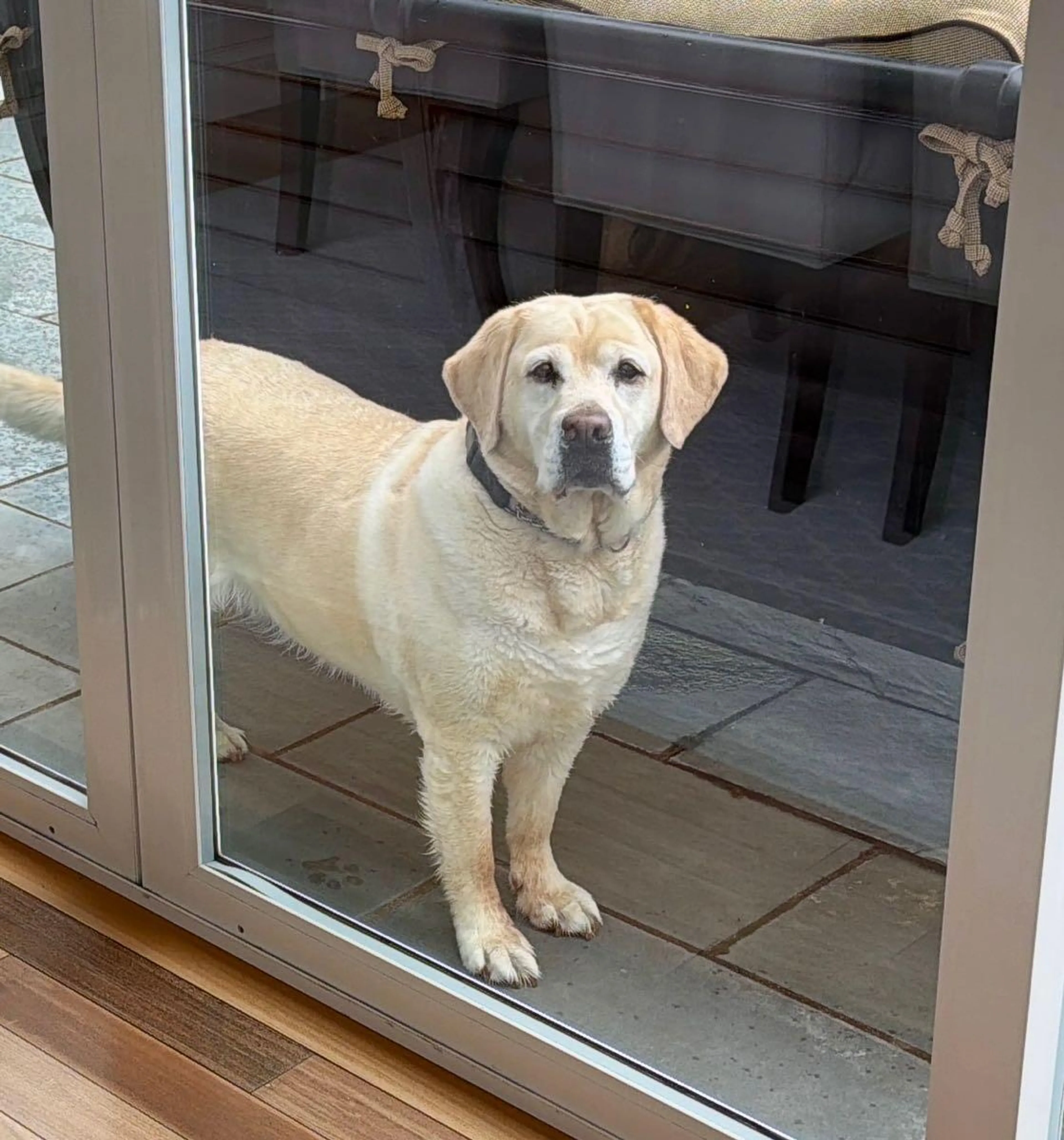 Found pet