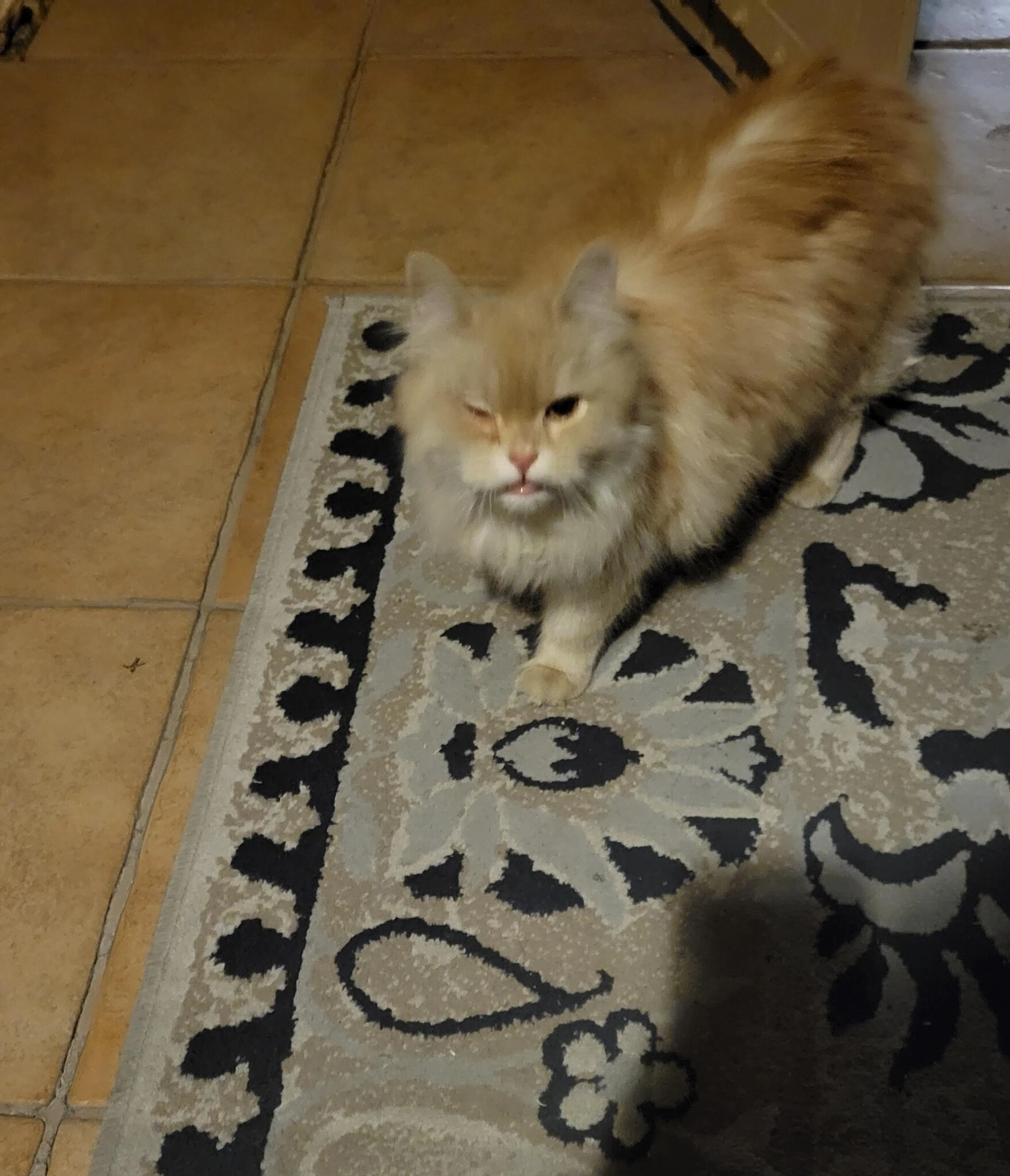 Found pet