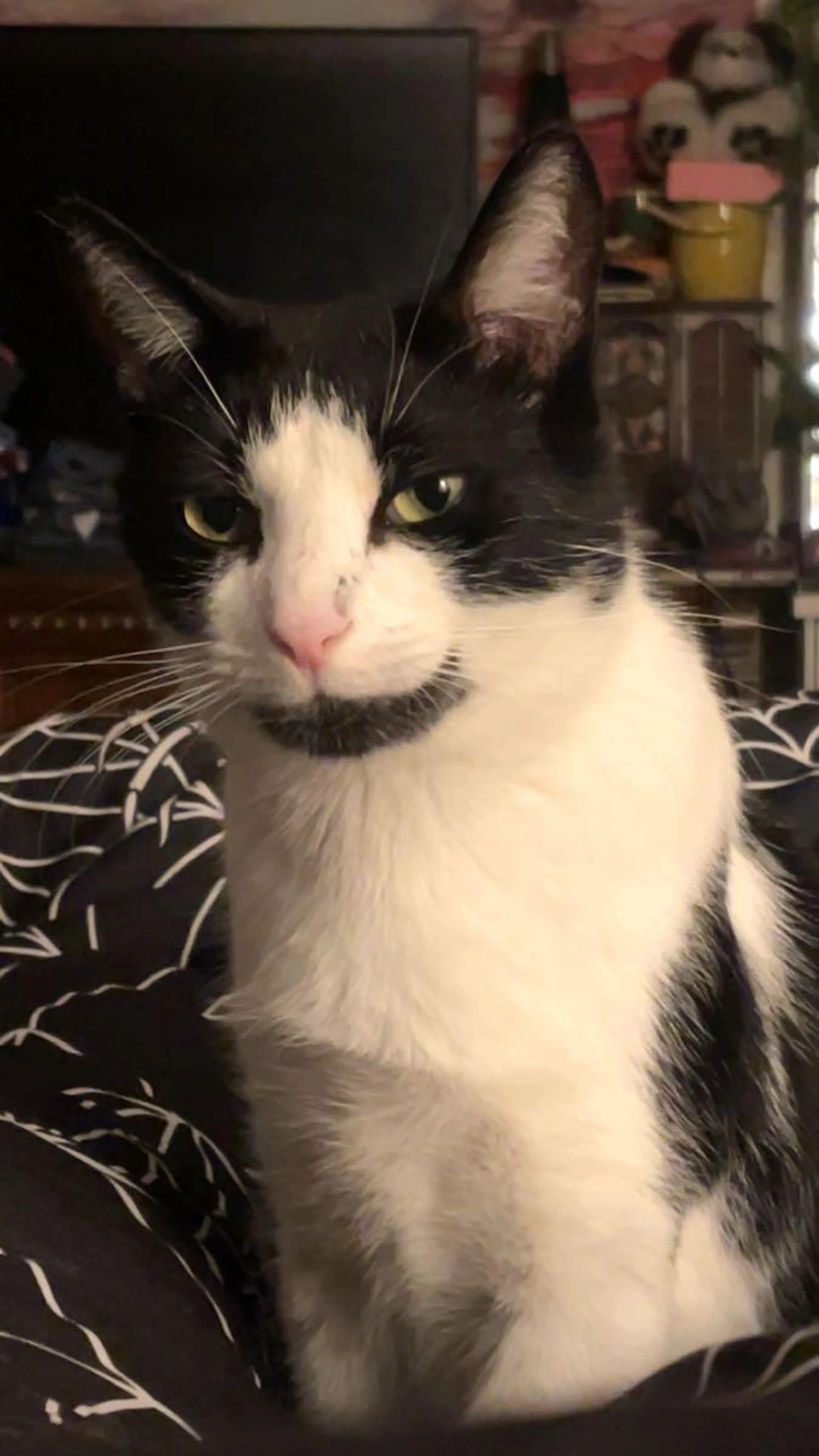 Lost pet