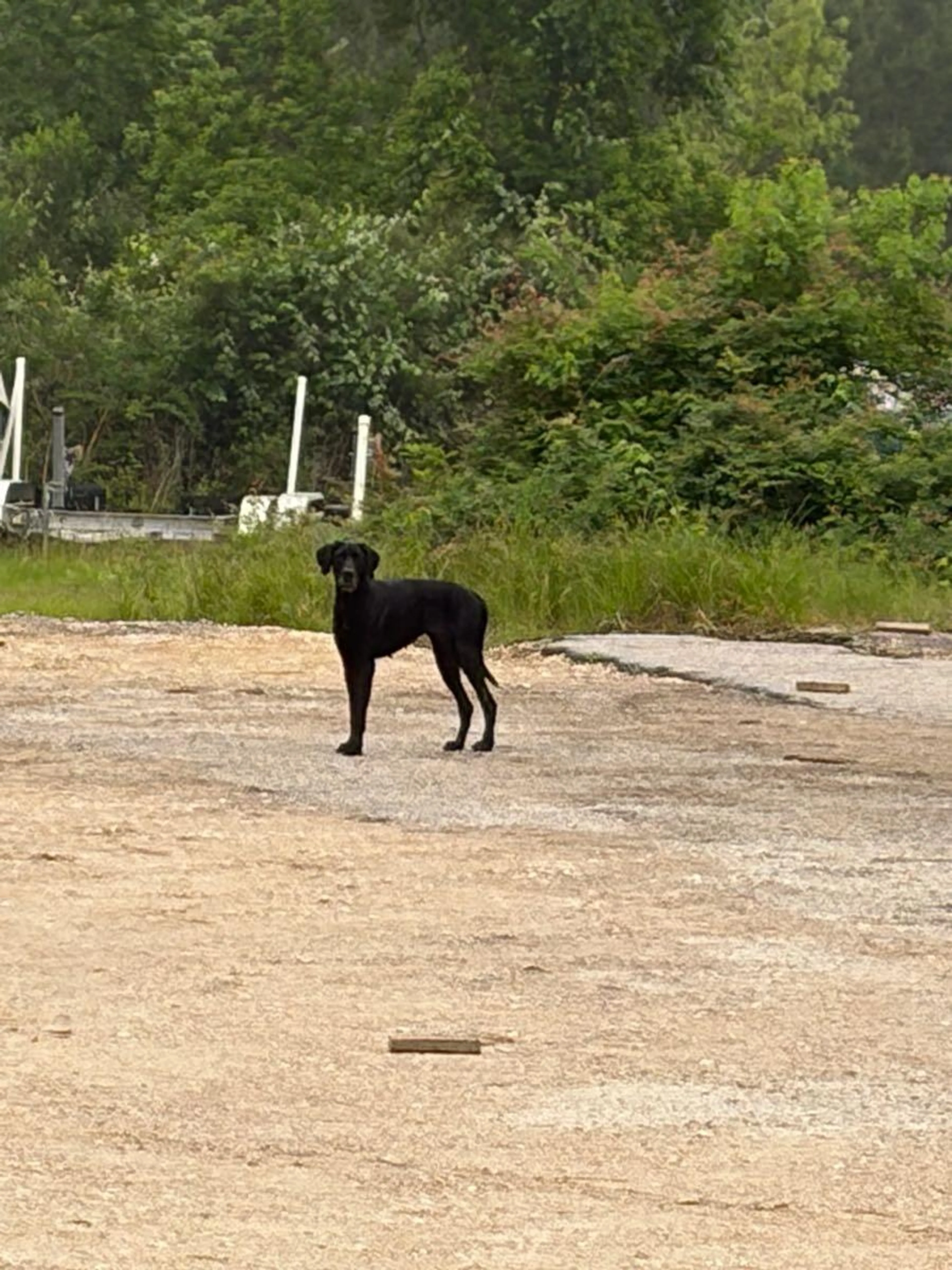 Found pet