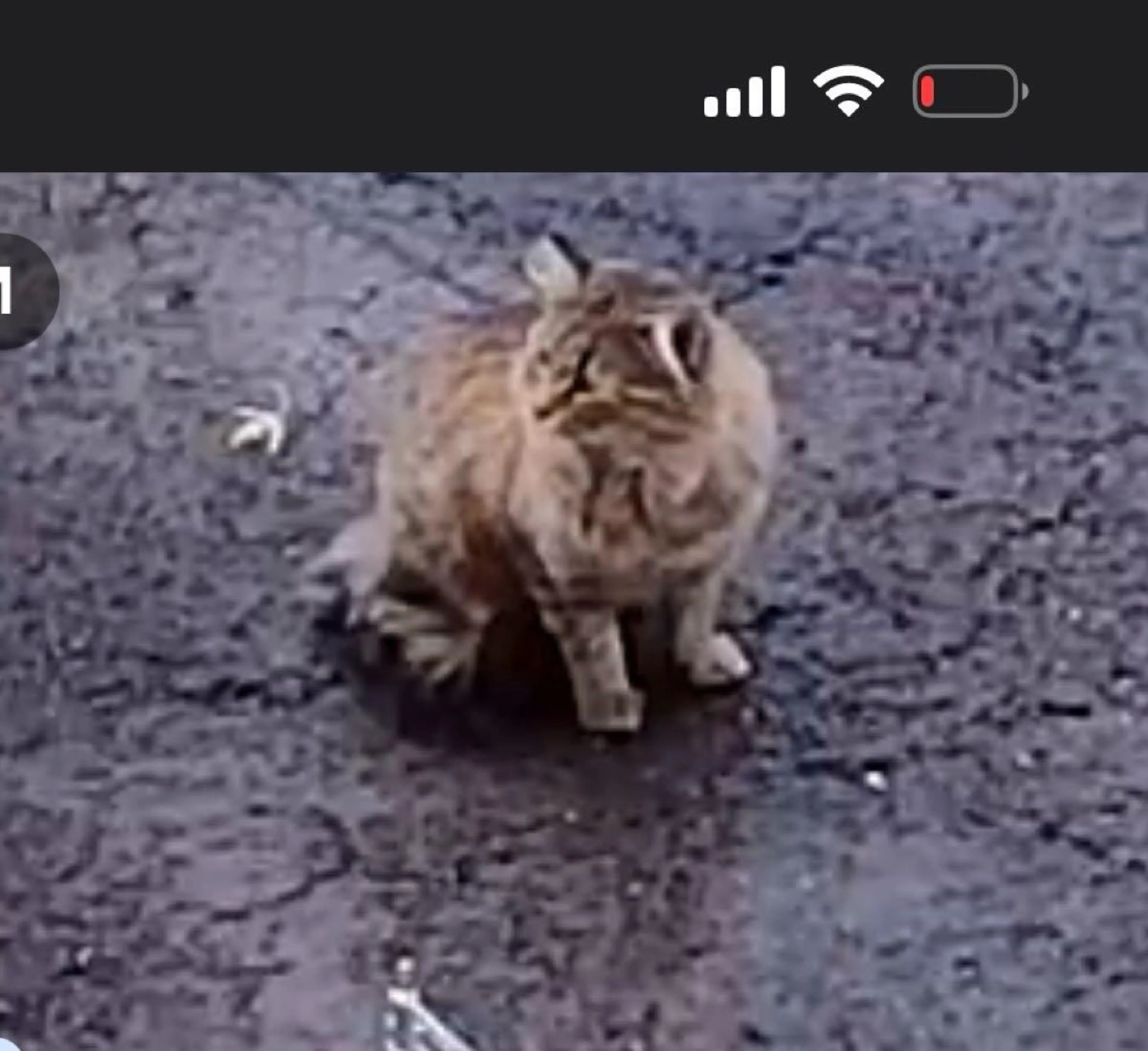 cdn image