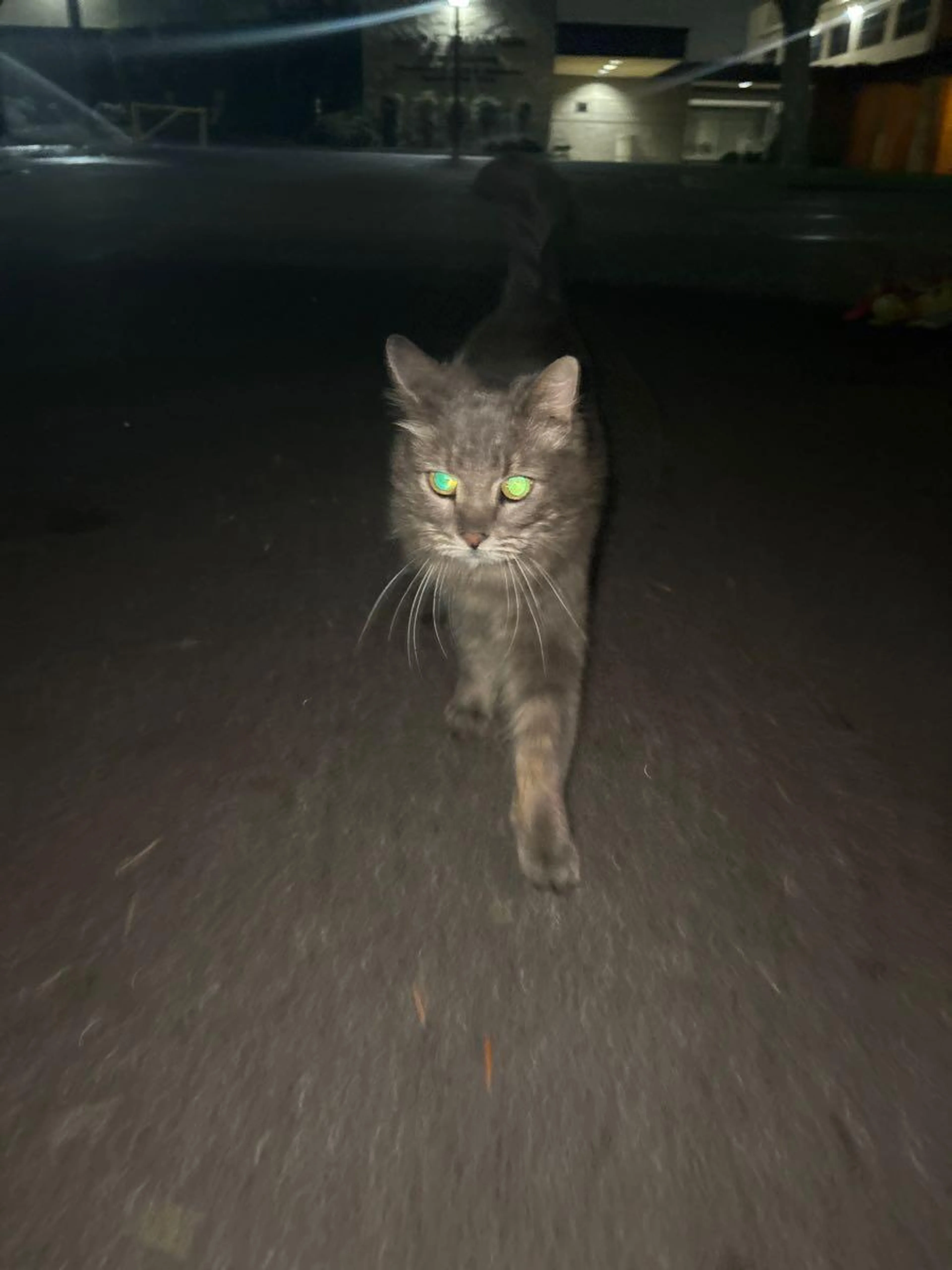 Found pet