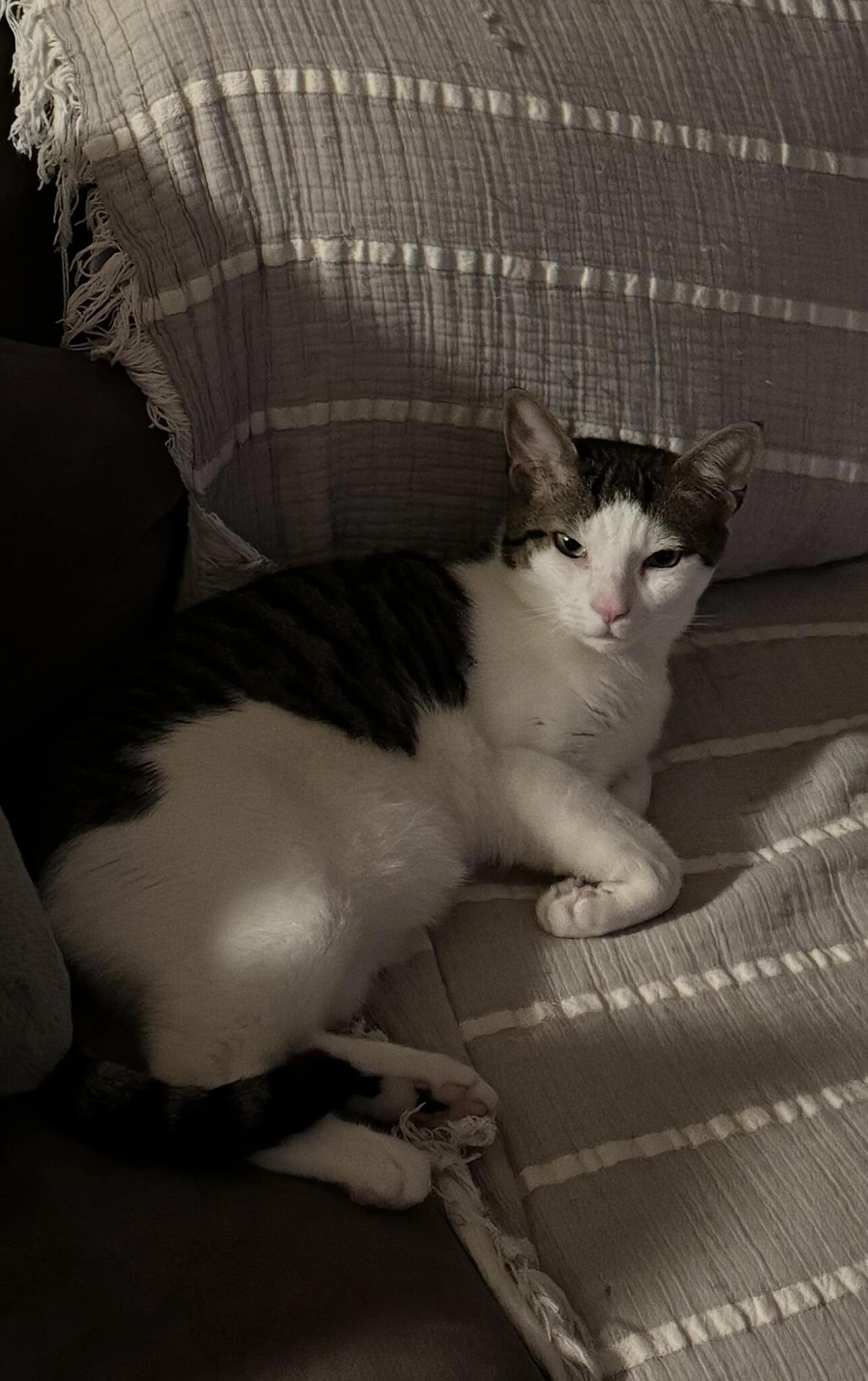 Lost pet