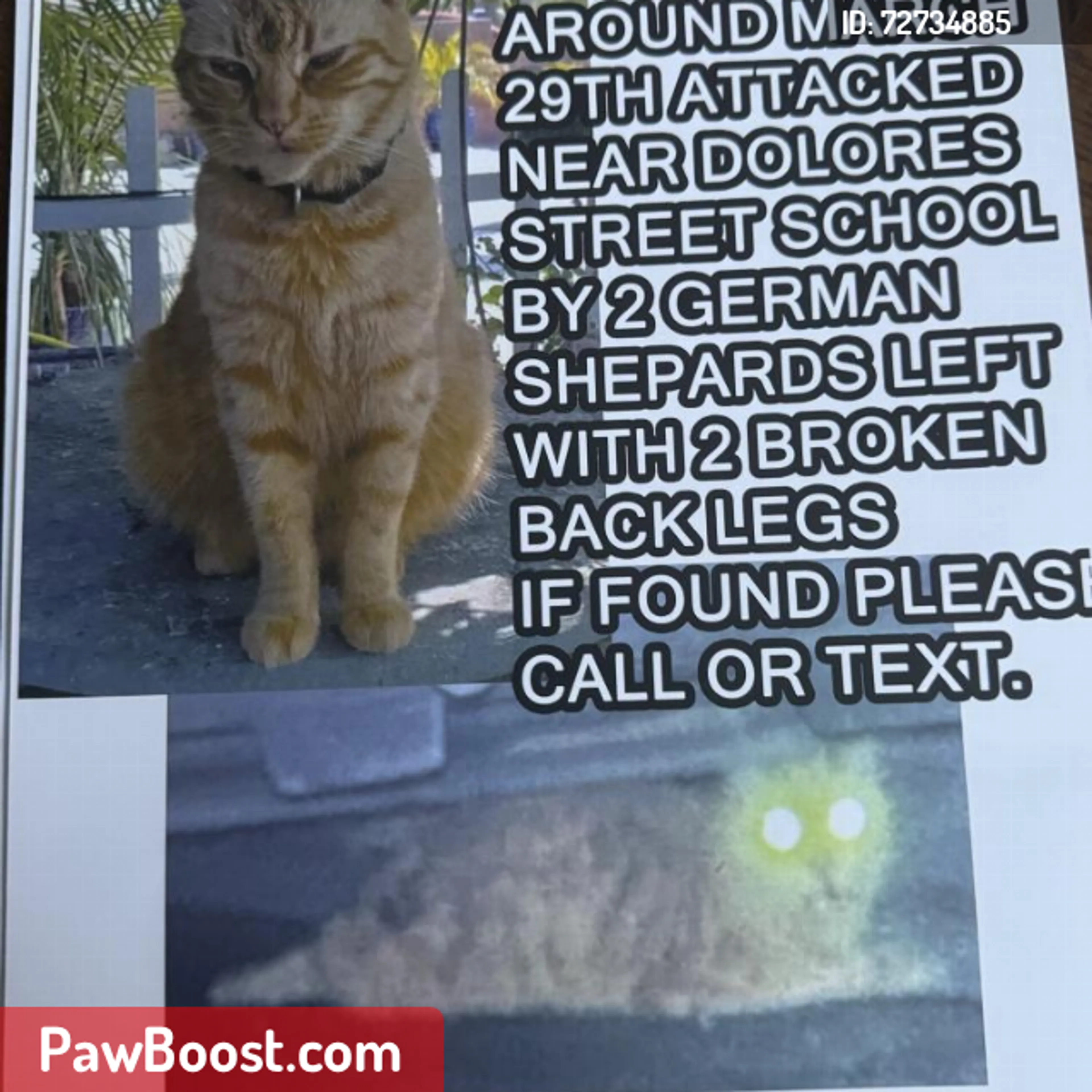 Lost pet