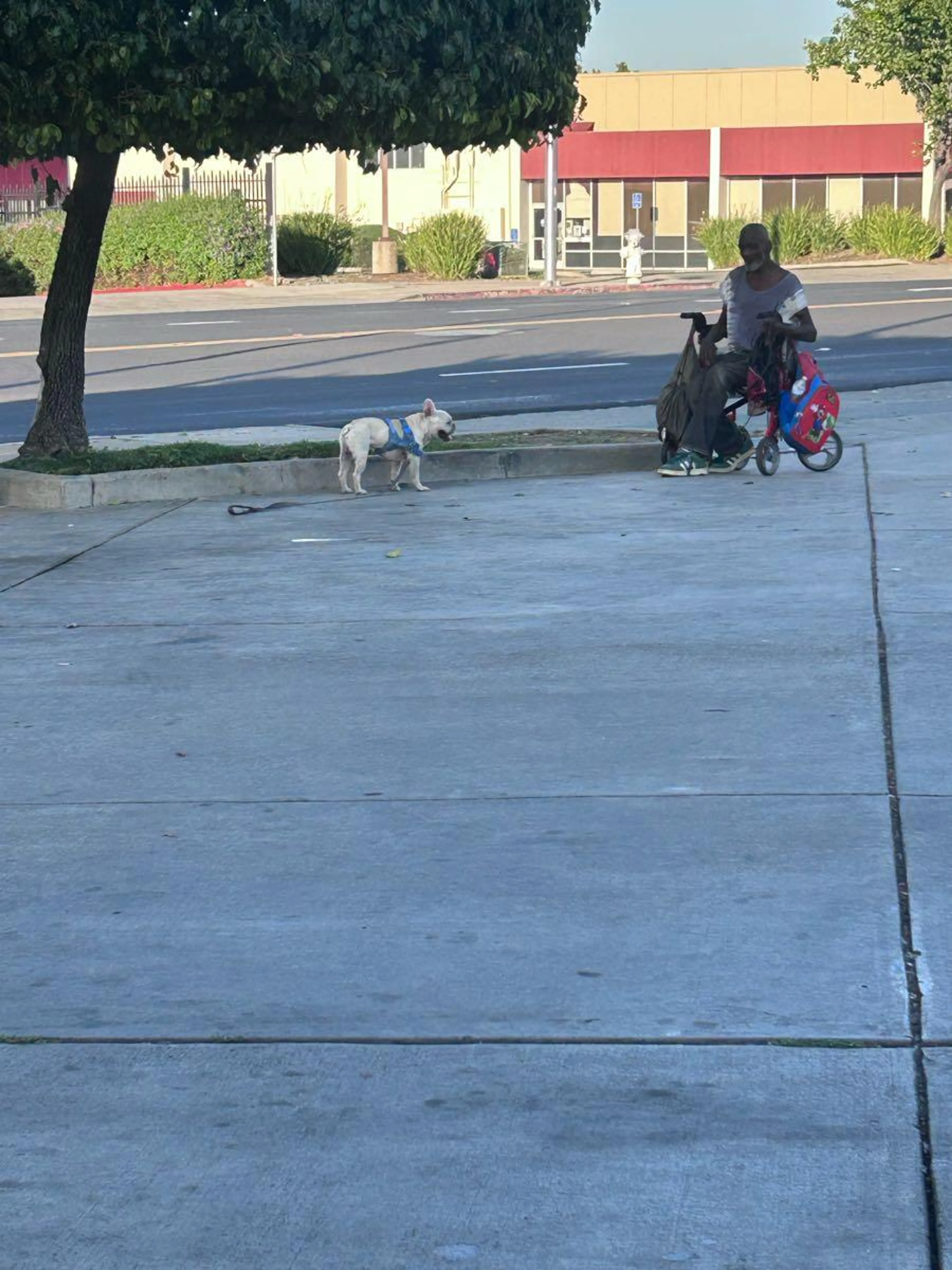Found pet