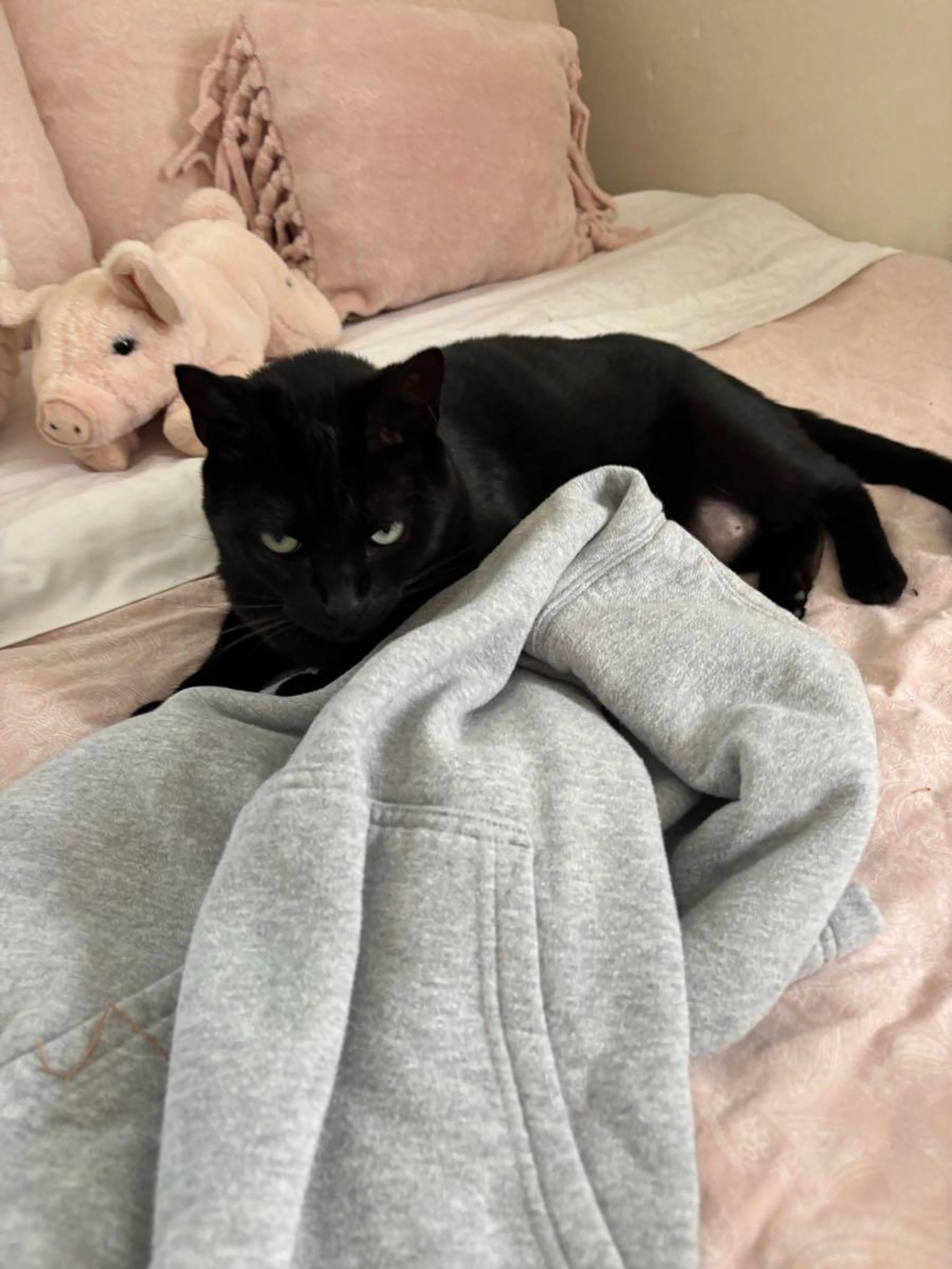 Lost pet