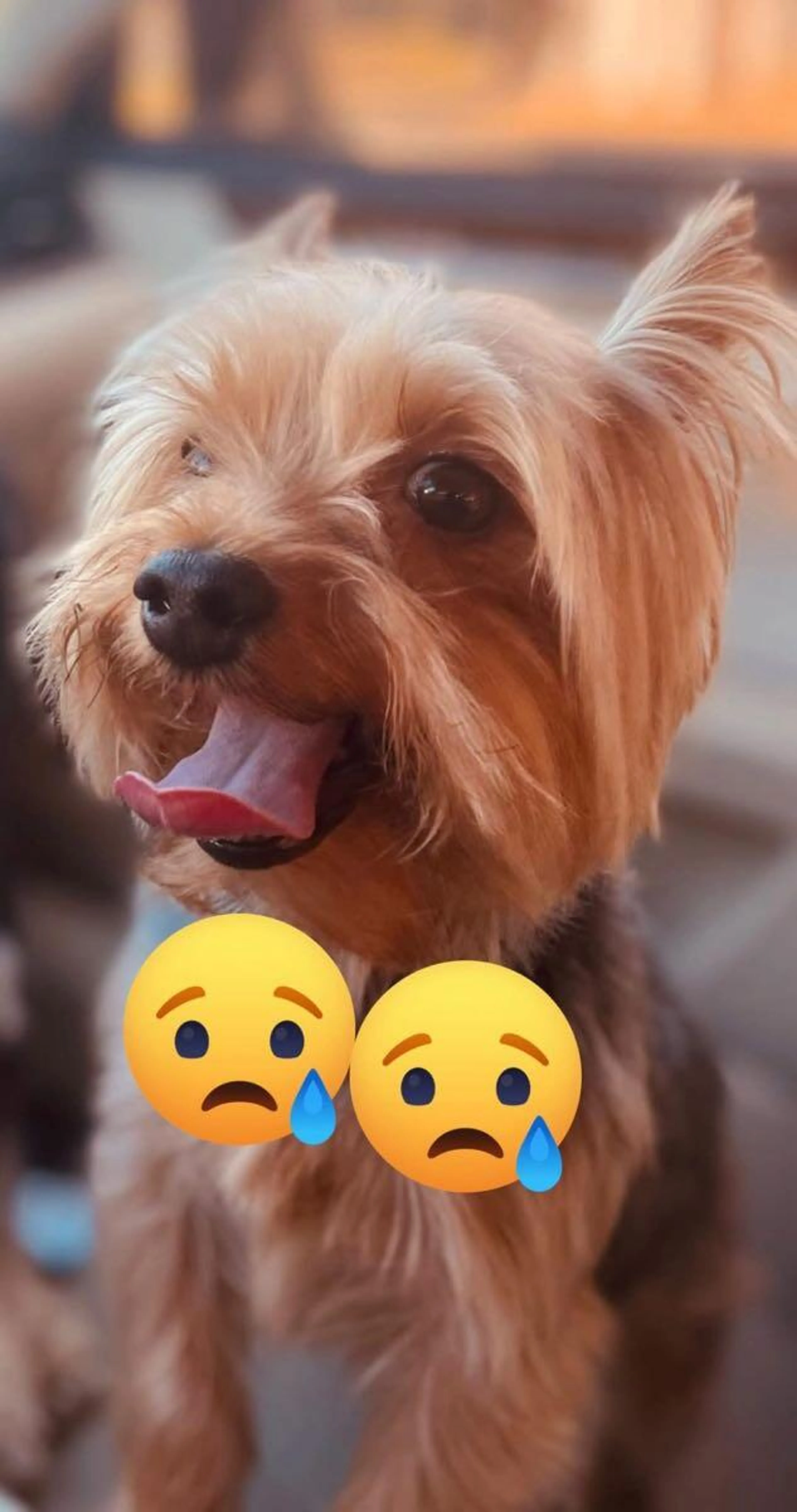 Lost pet
