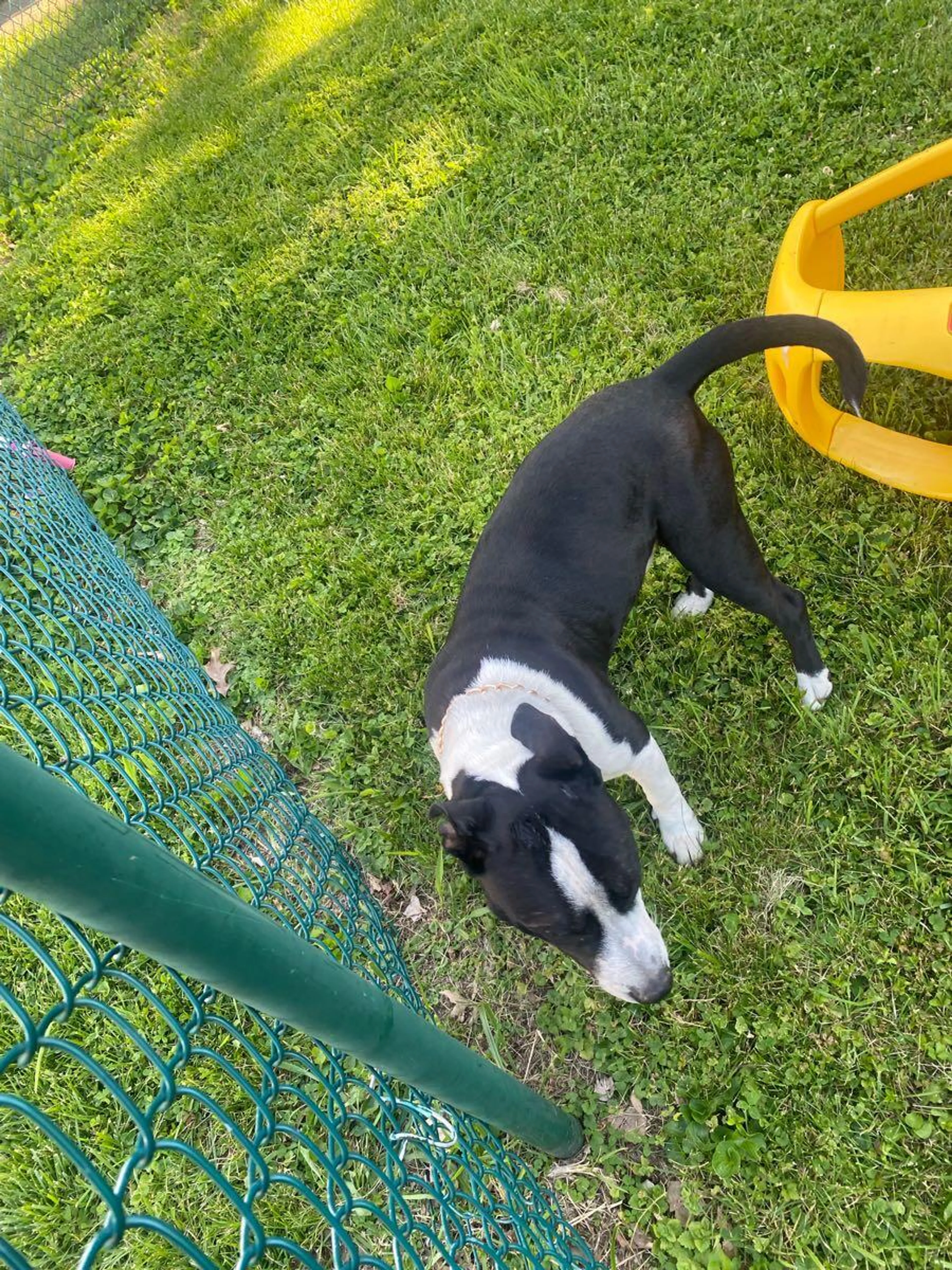 Lost pet