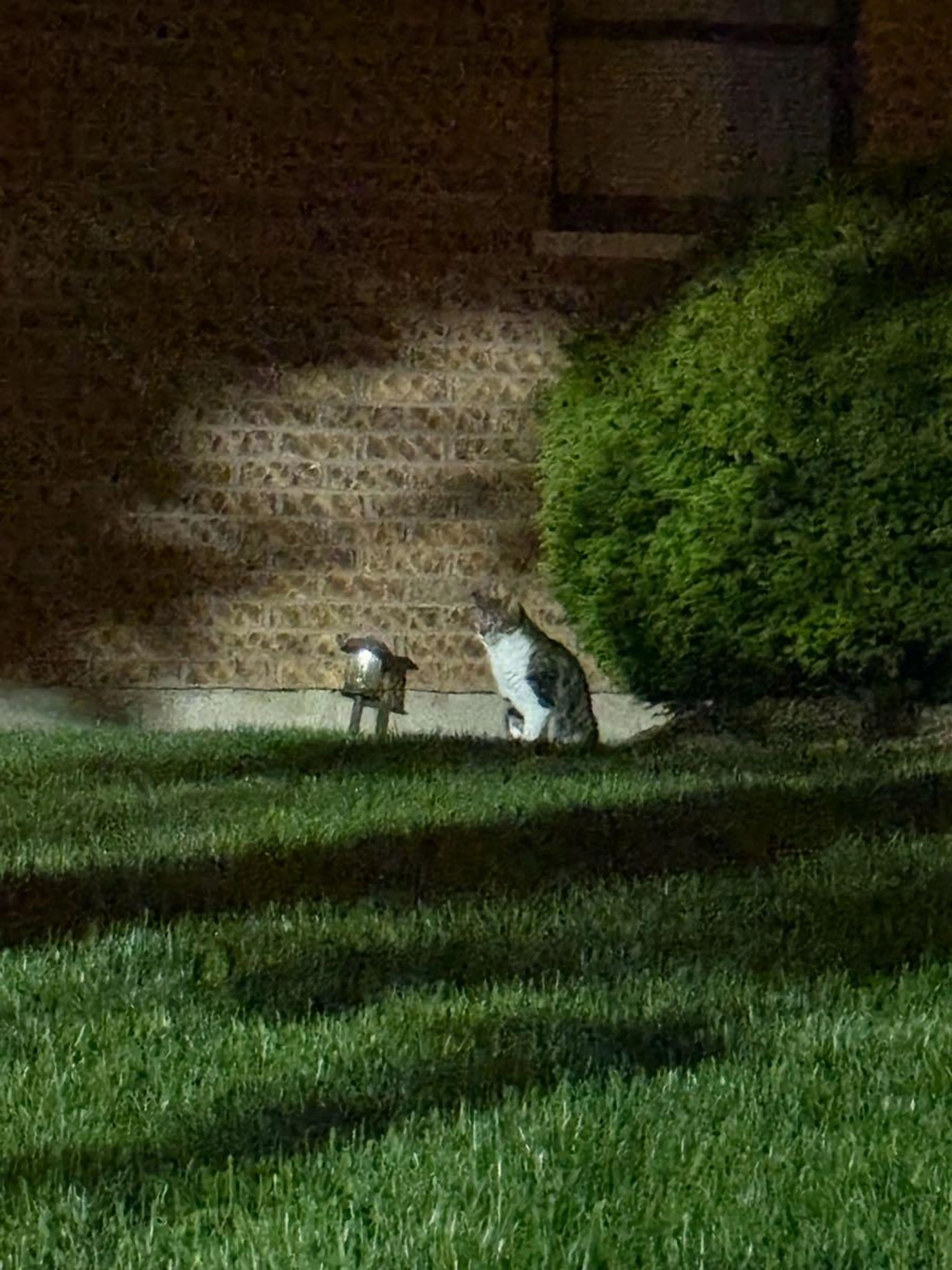 Found pet