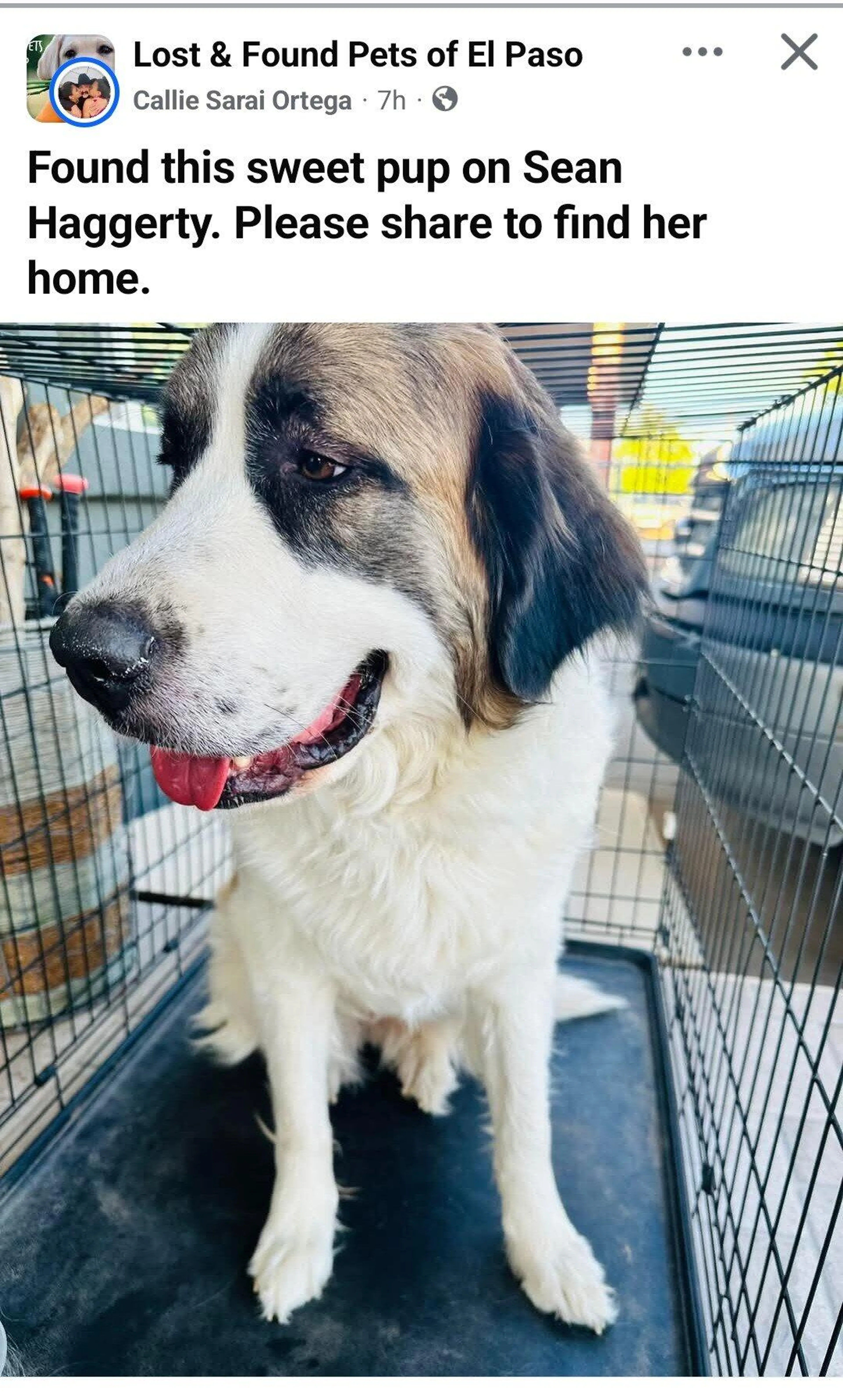 Found pet