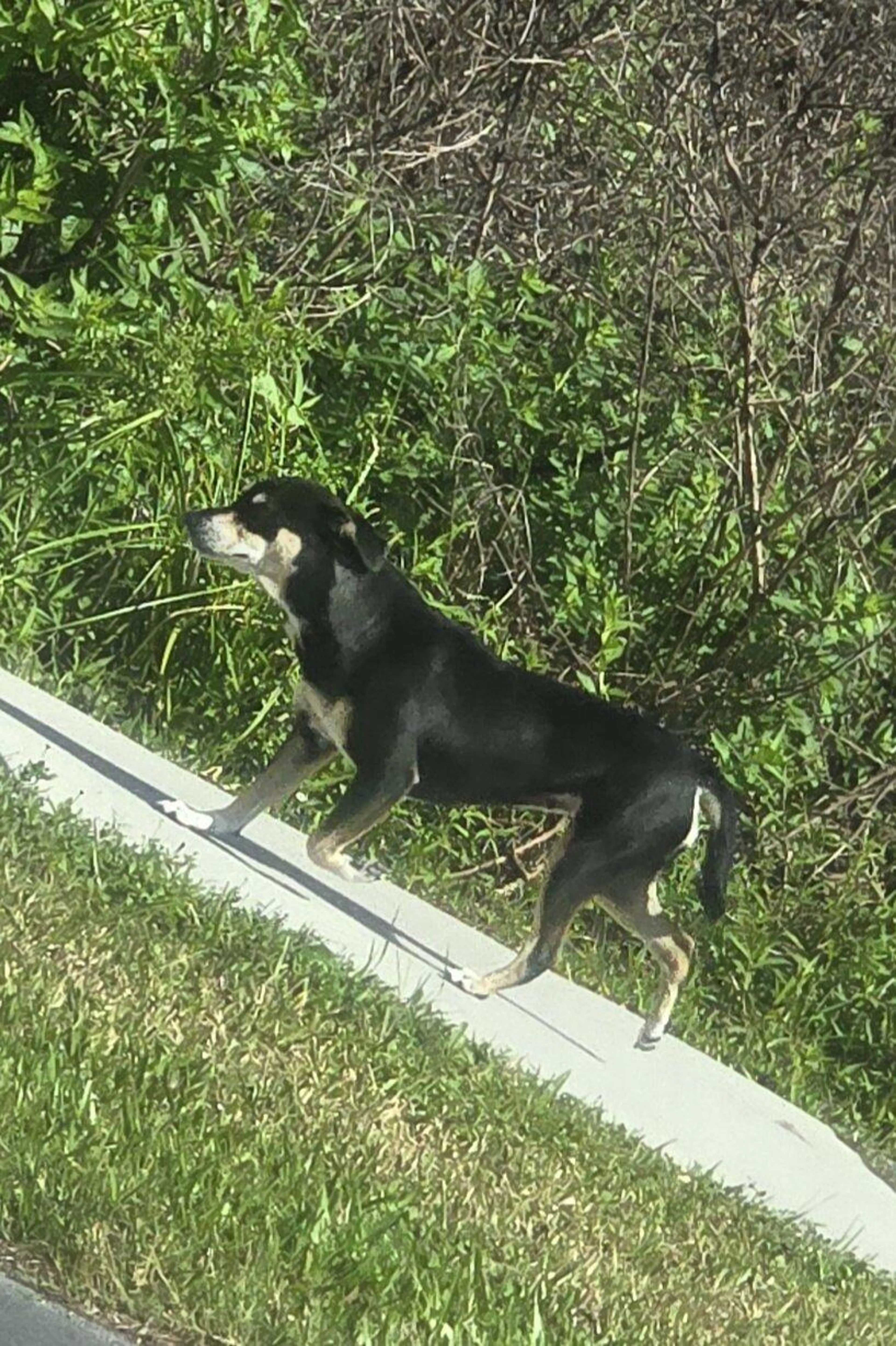 Found pet