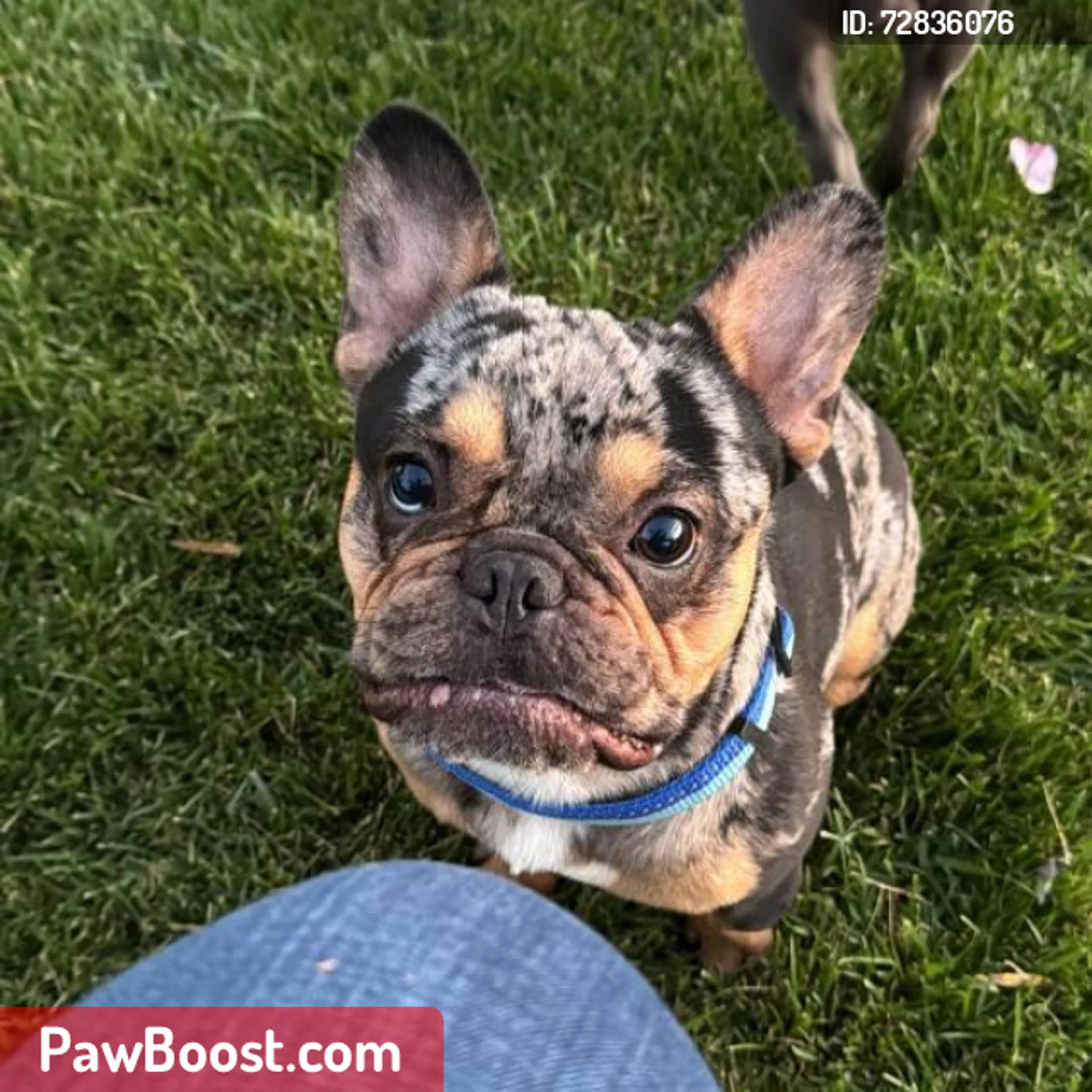 Lost pet