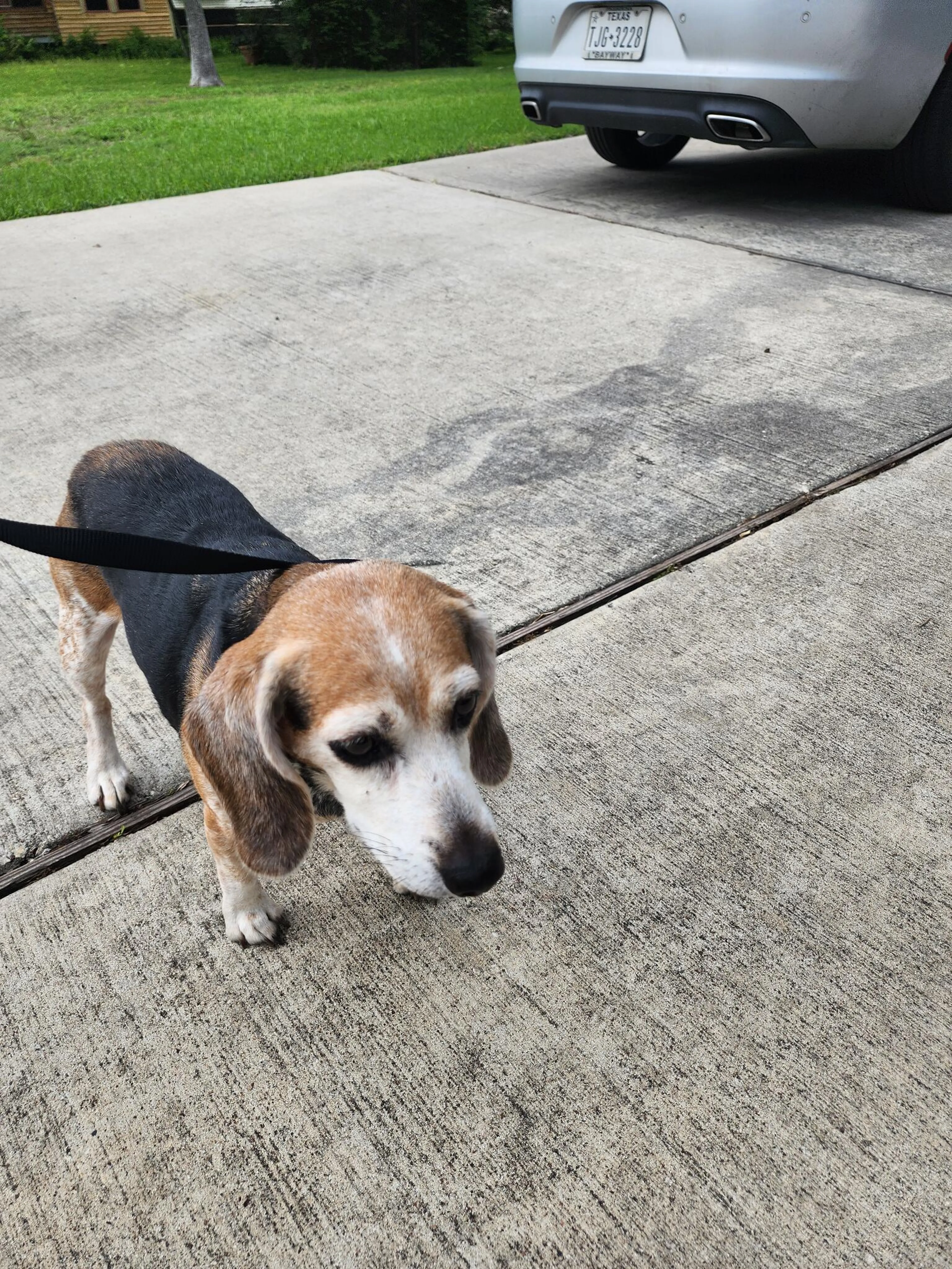 Found pet