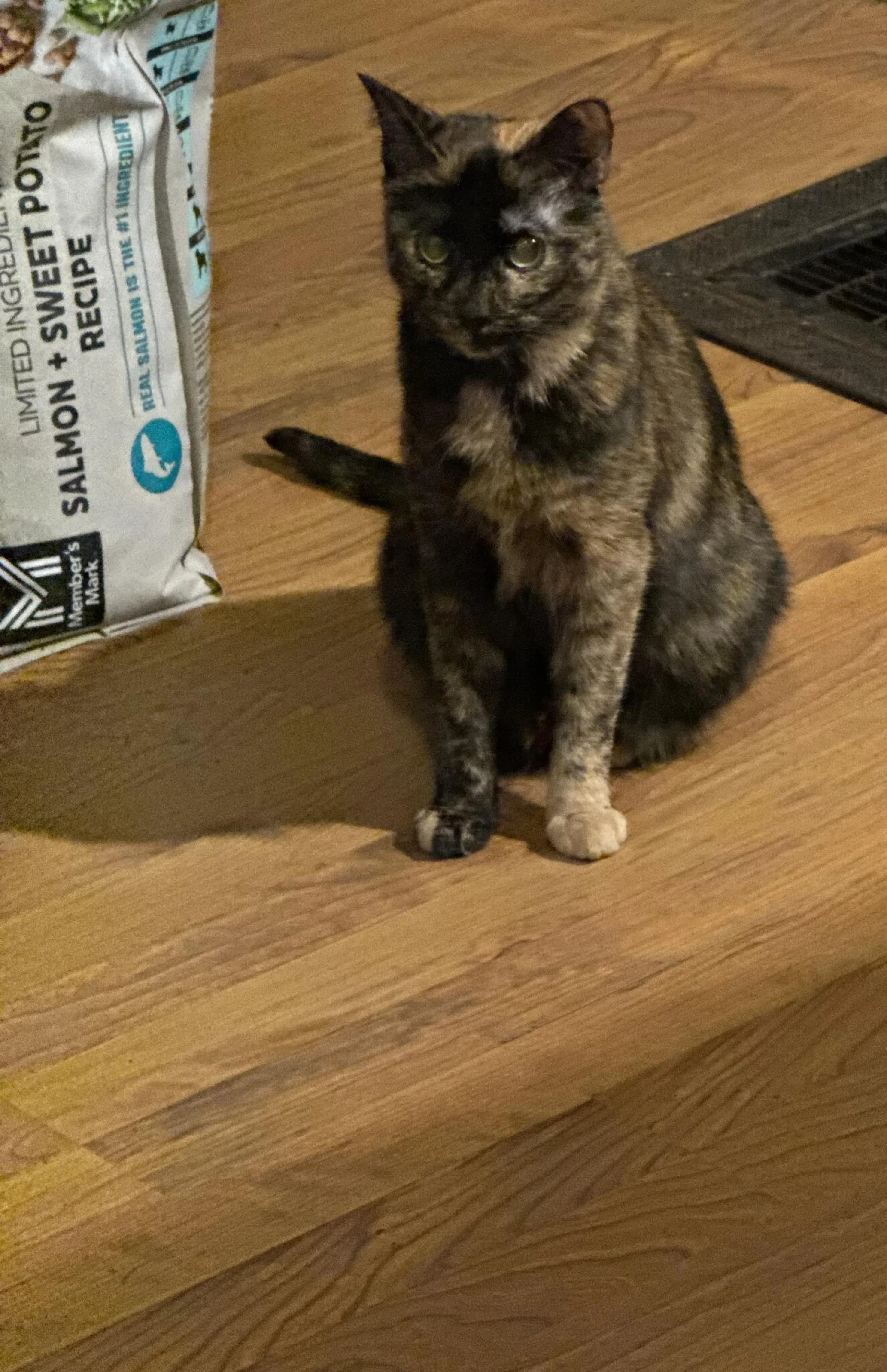 Lost pet