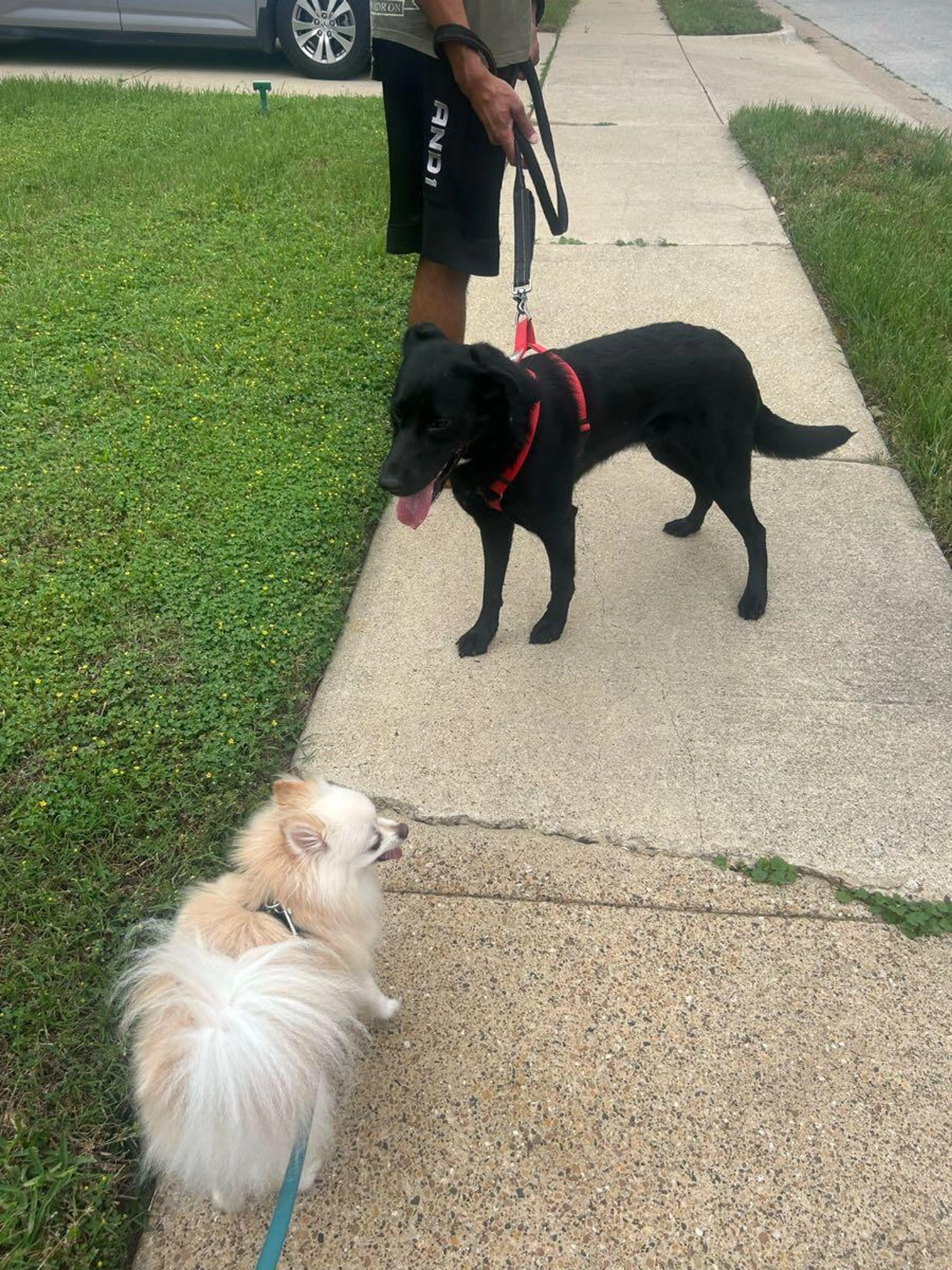 Found pet