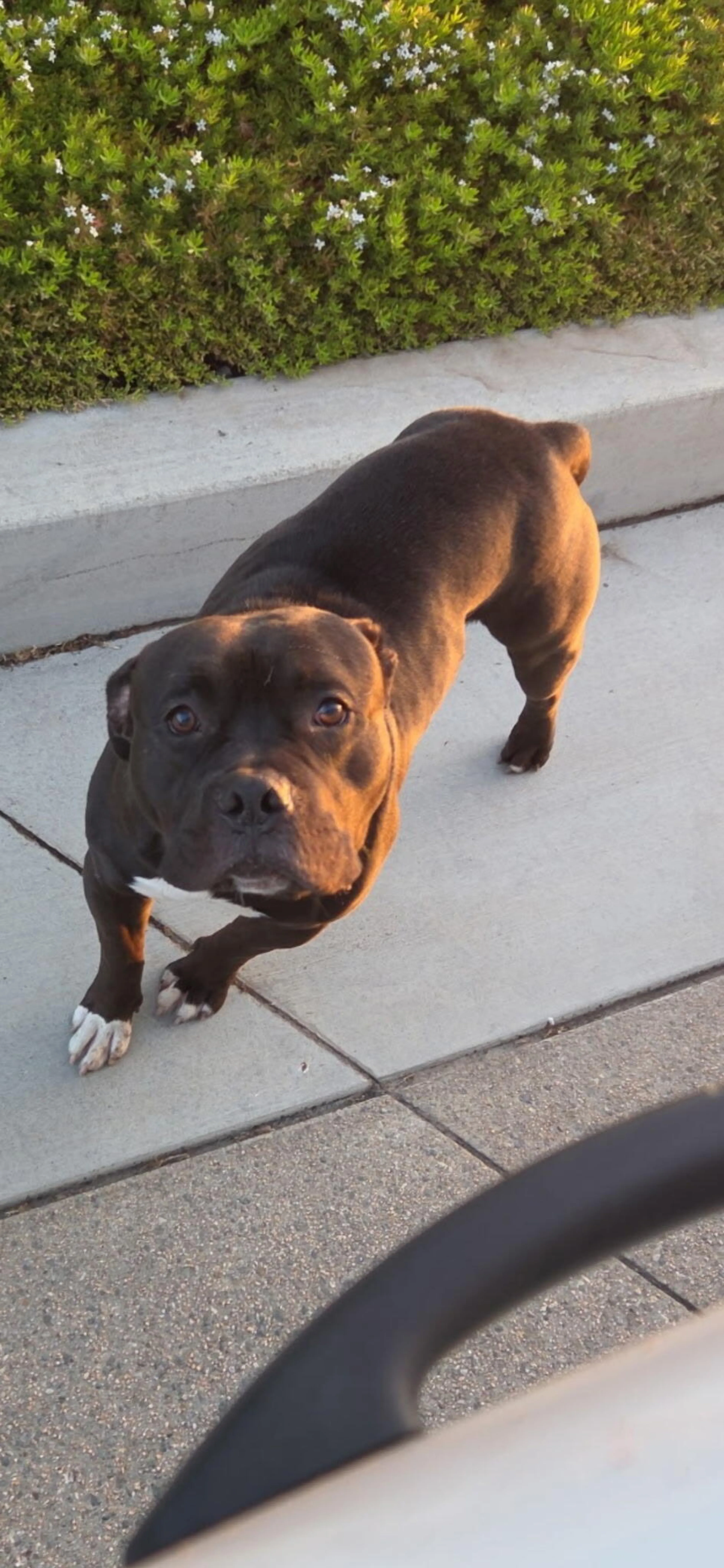 Found pet