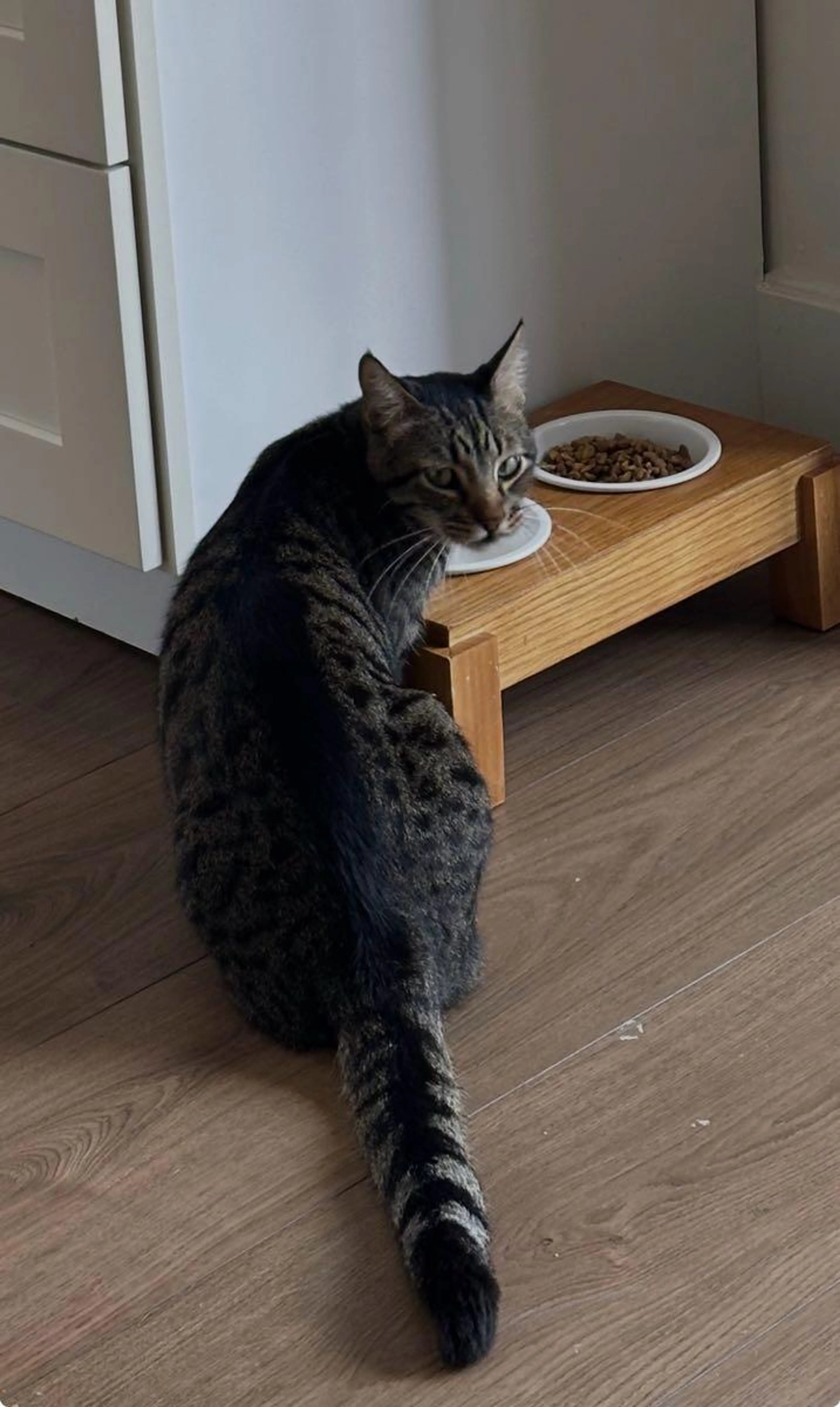 Lost pet