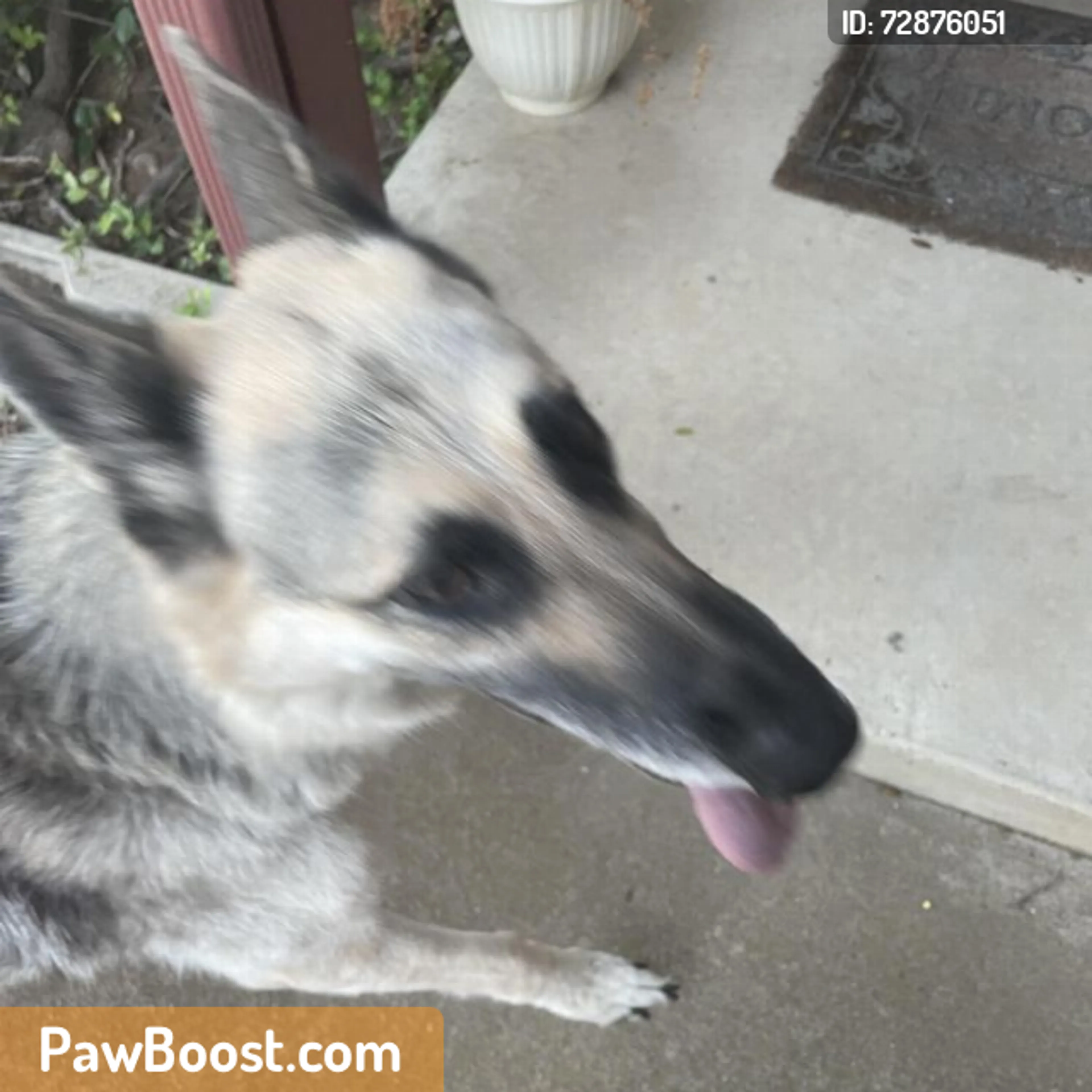 Found pet