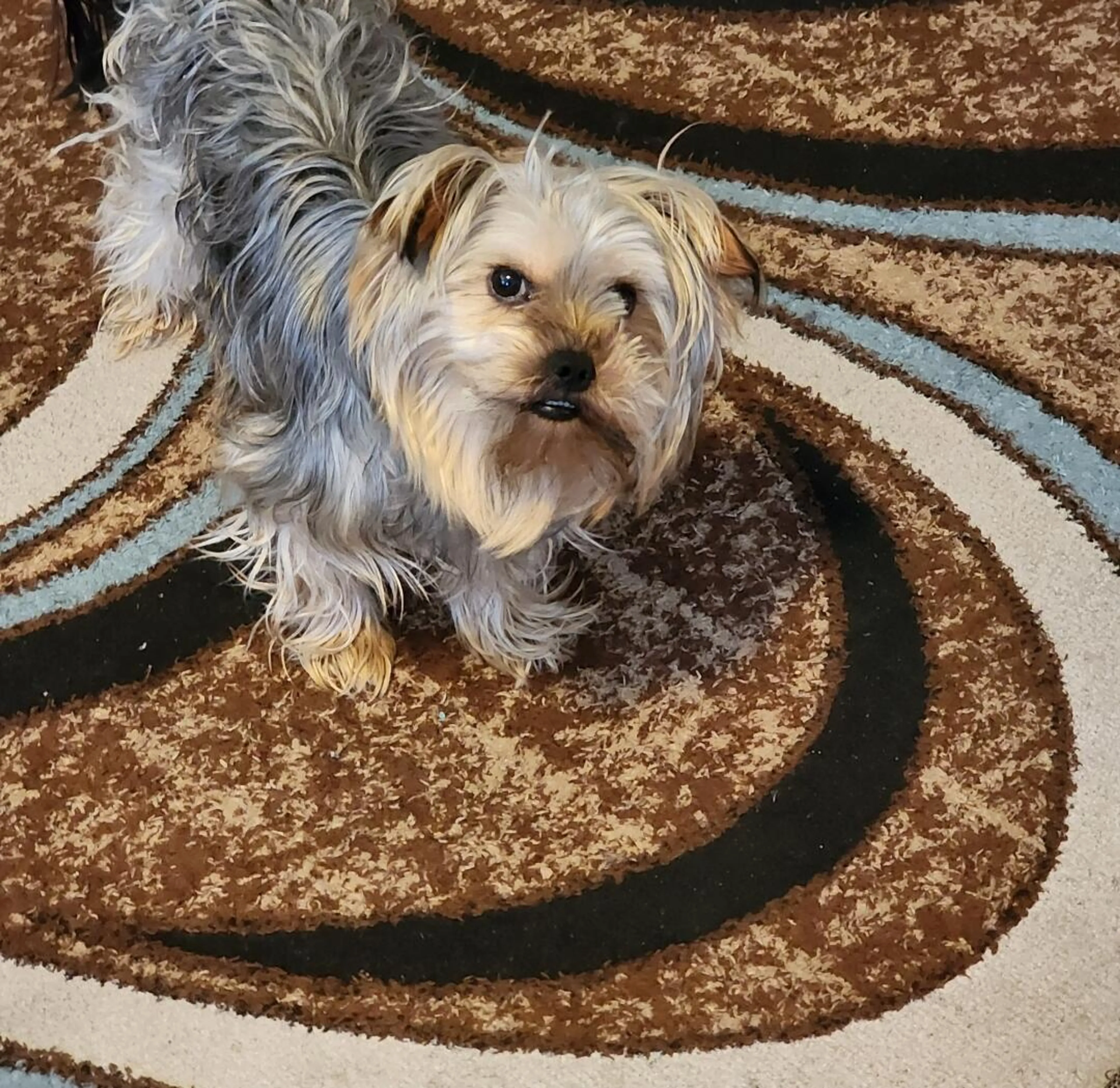 Lost pet